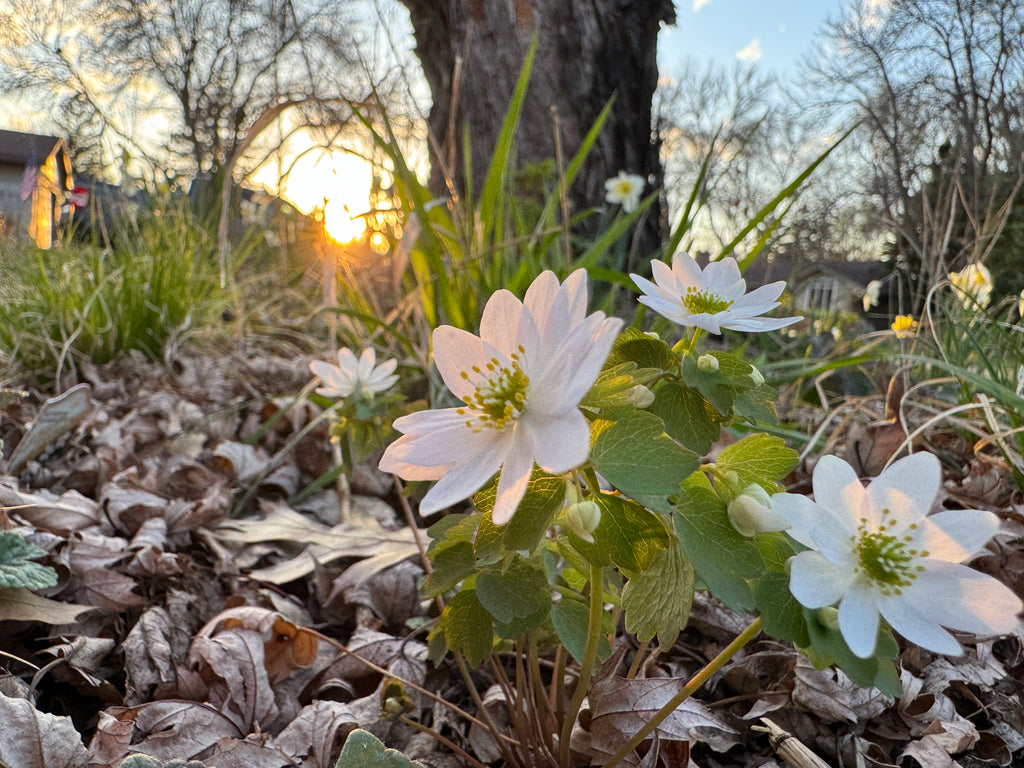 Rue Anemone (Thalictrum Thalictroides)
