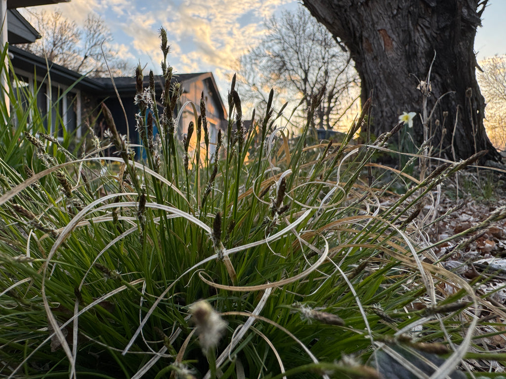 White Tinged Sedge (Carex albicans)