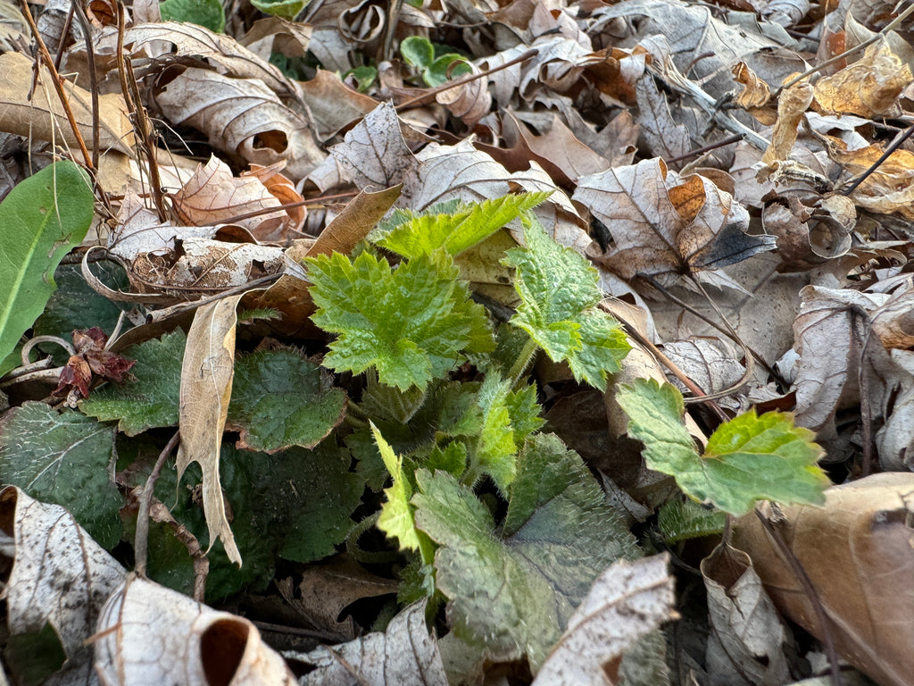 Foamflower (Tiarella cordifolia)