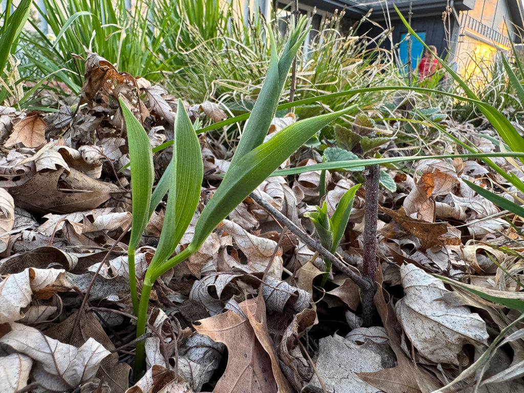 Solomon Plume (Maianthemum Racemosum)