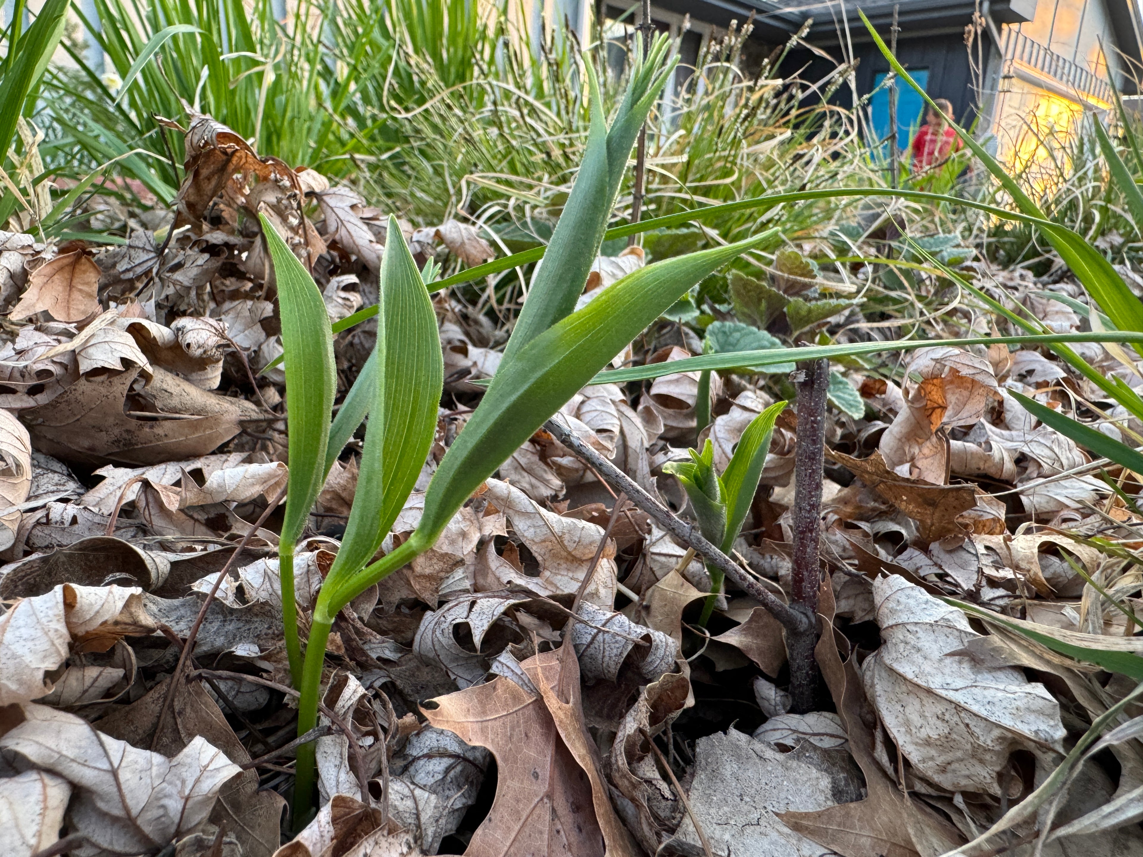 Solomon Plume (Maianthemum Racemosum)