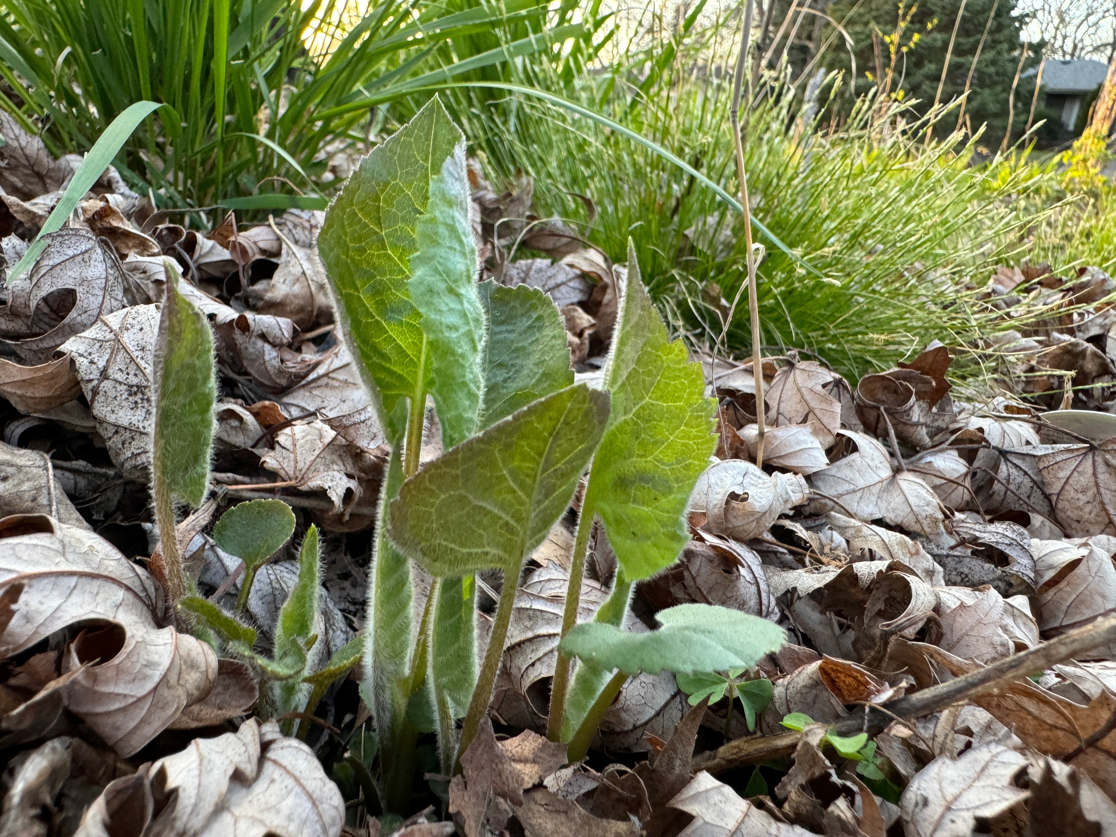Big-leaf Aster (Eurybia Macrophylla)
