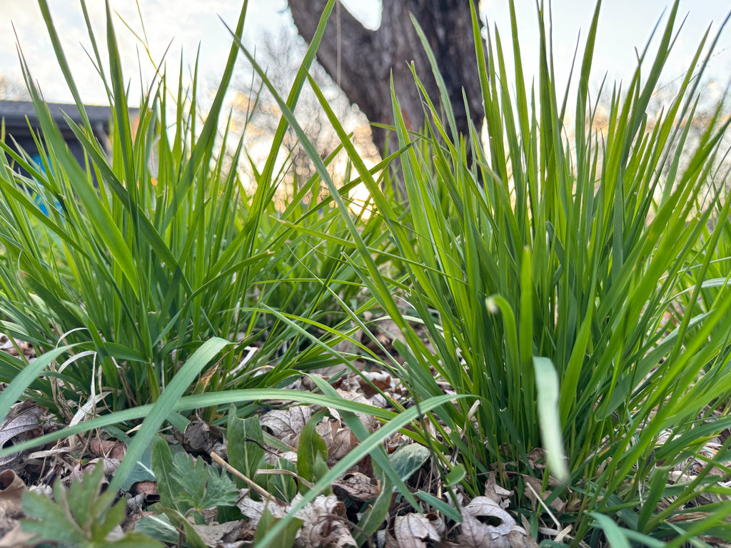 Virginia Wild Rye (Elymus Virginicus)