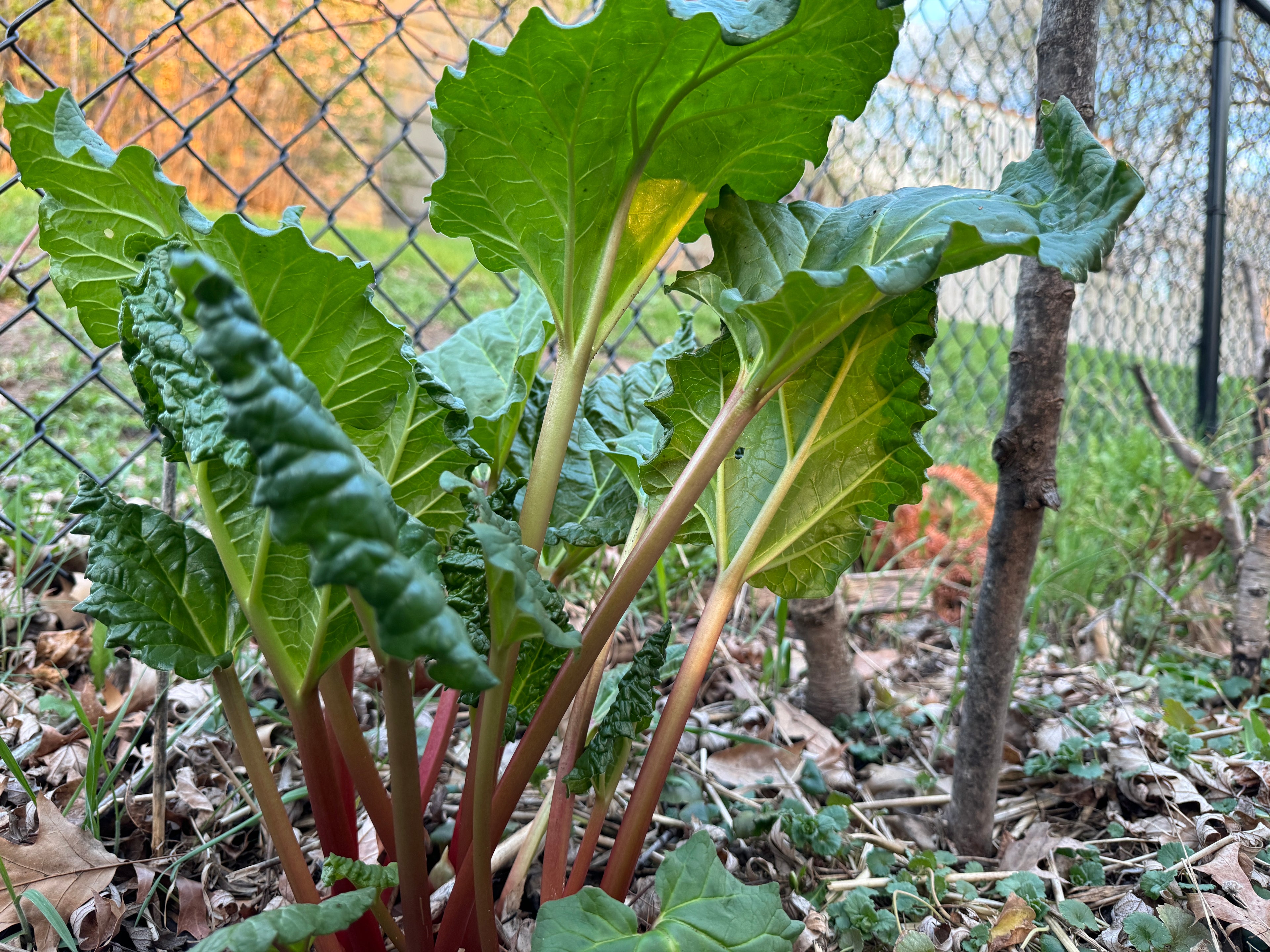 Rhubarb (Rheum × Hybridum)