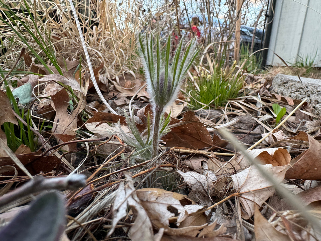 American Pasqueflower (Anemone patens)