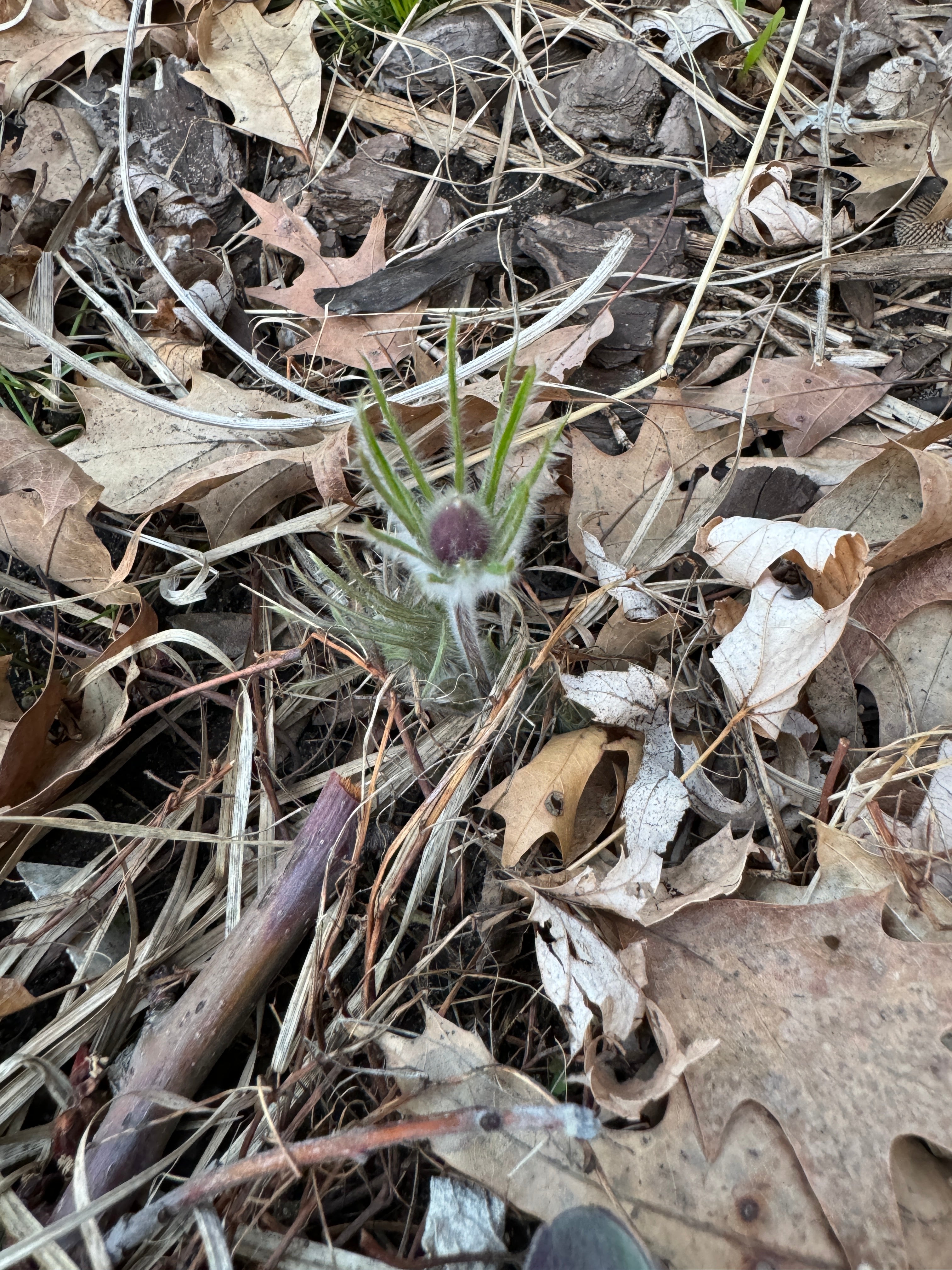 American Pasqueflower (Anemone patens)