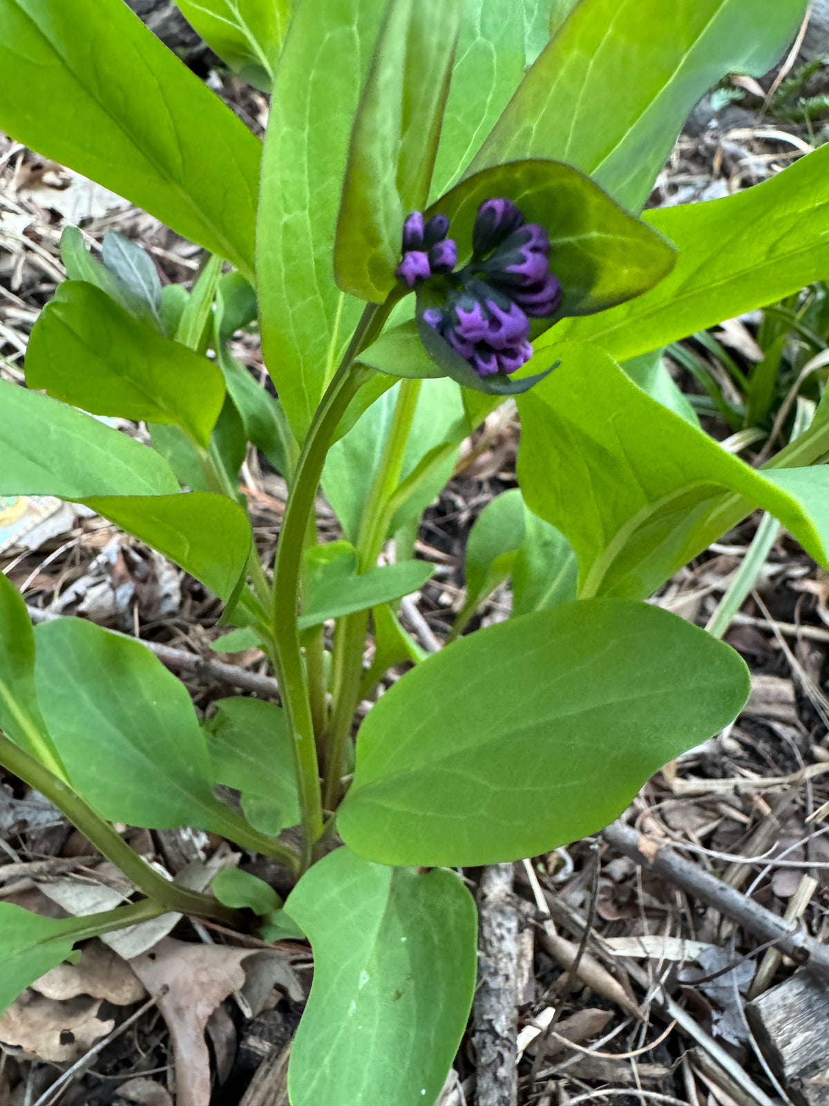Virginia Bluebells (Mertensia Virginica)