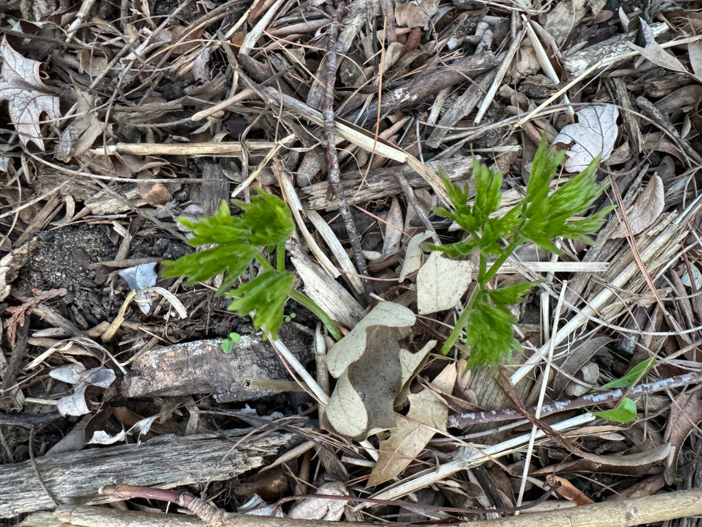 Red Baneberry (Actaea Rubra)