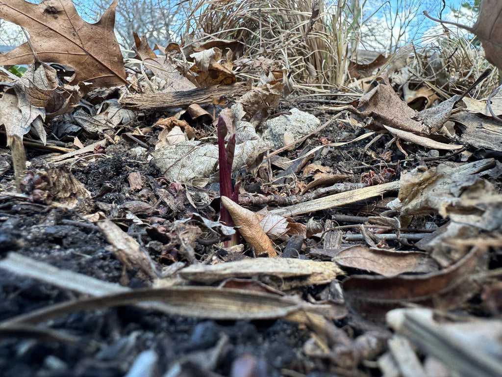 Prairie Dock (Silphium Terebinthinaceum)