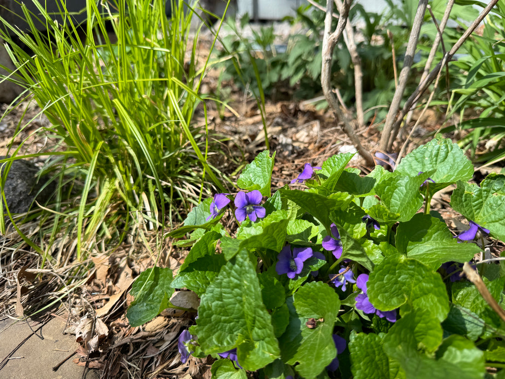 Common Blue Violet (Viola Sororia)