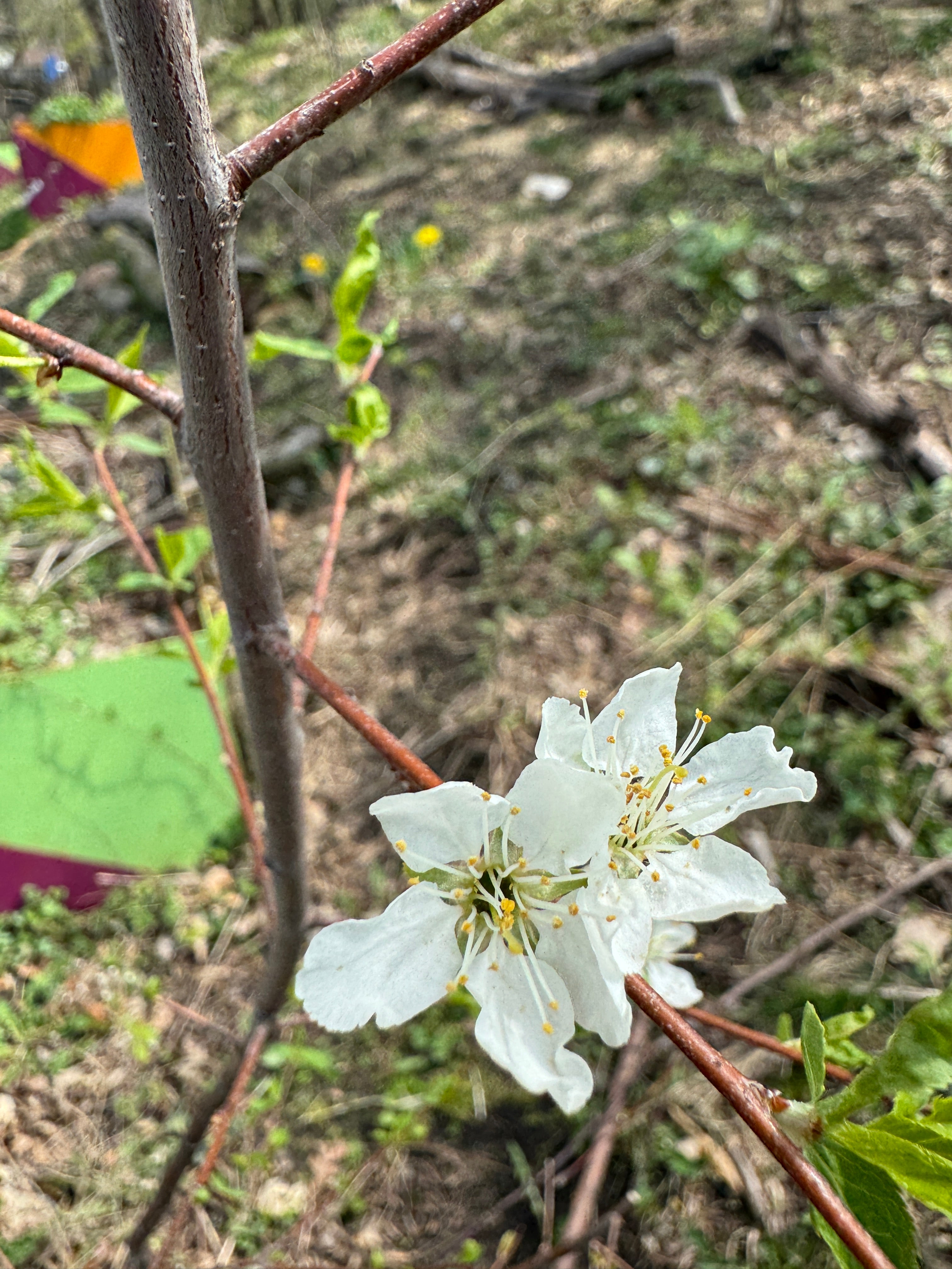 American Plum (Prunus americana)