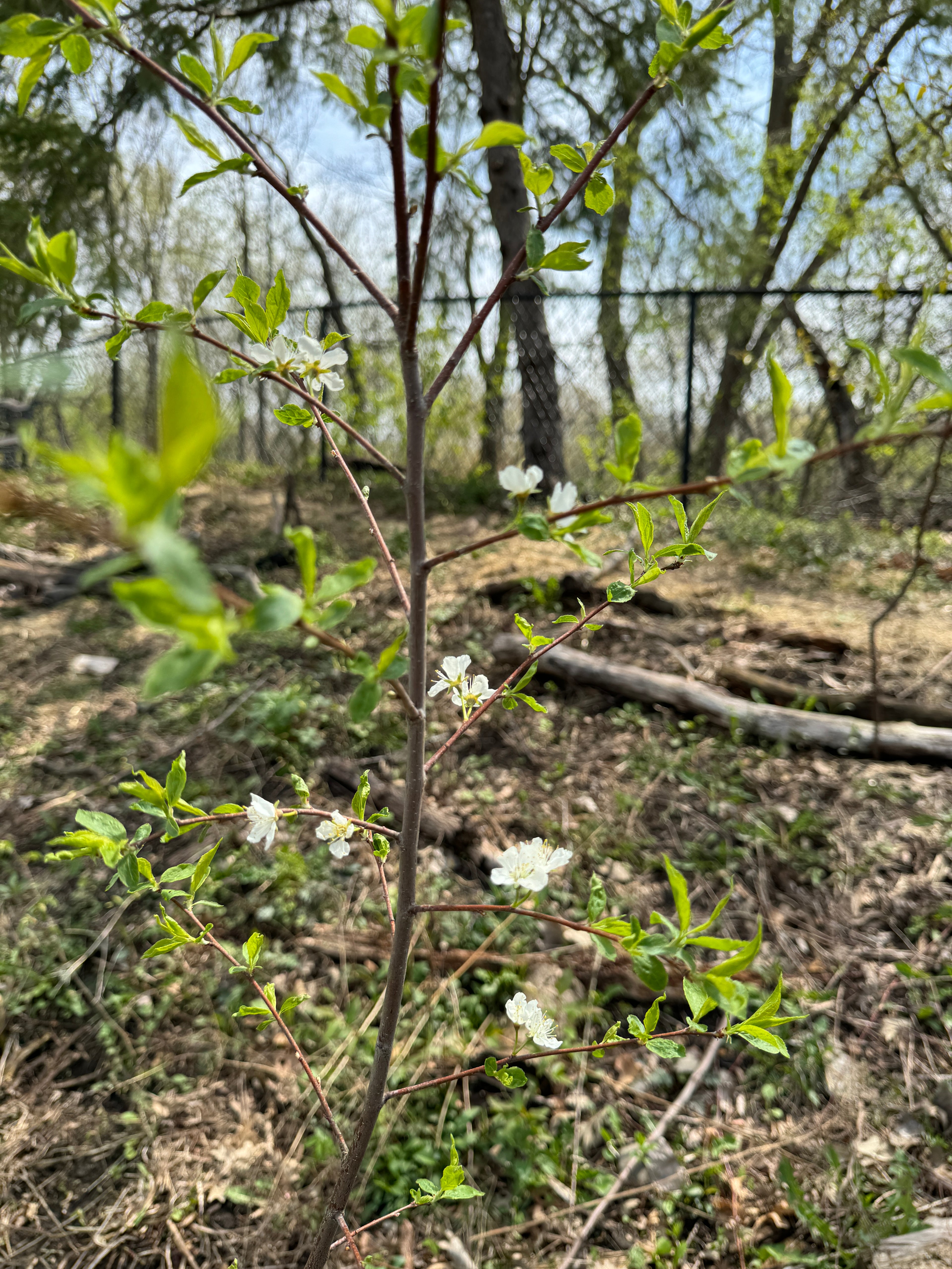 American Plum (Prunus americana)