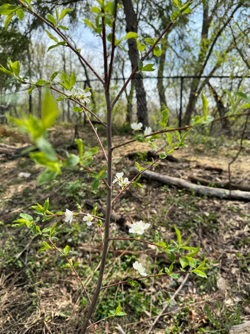 American Plum (Prunus americana)