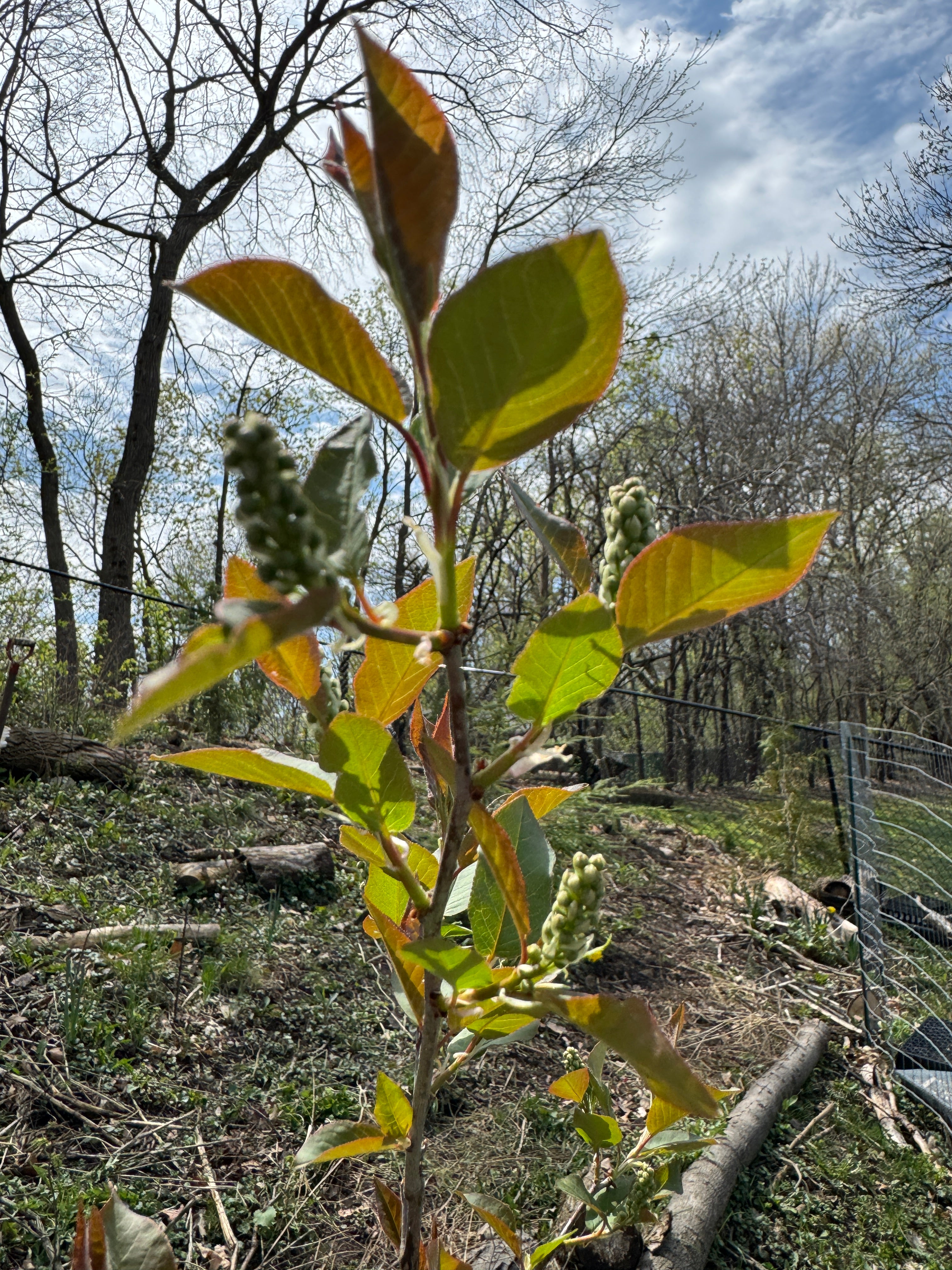 Chokecherry (Prunus Virginiana)