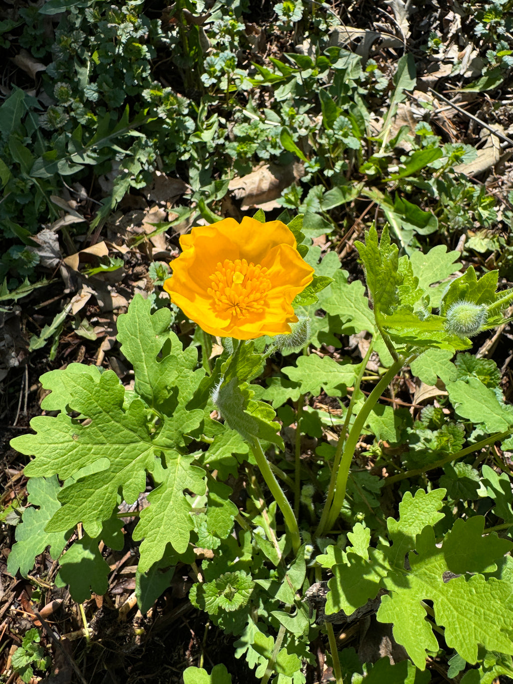 Celandine Poppy (Stylophorum Diphyllum)