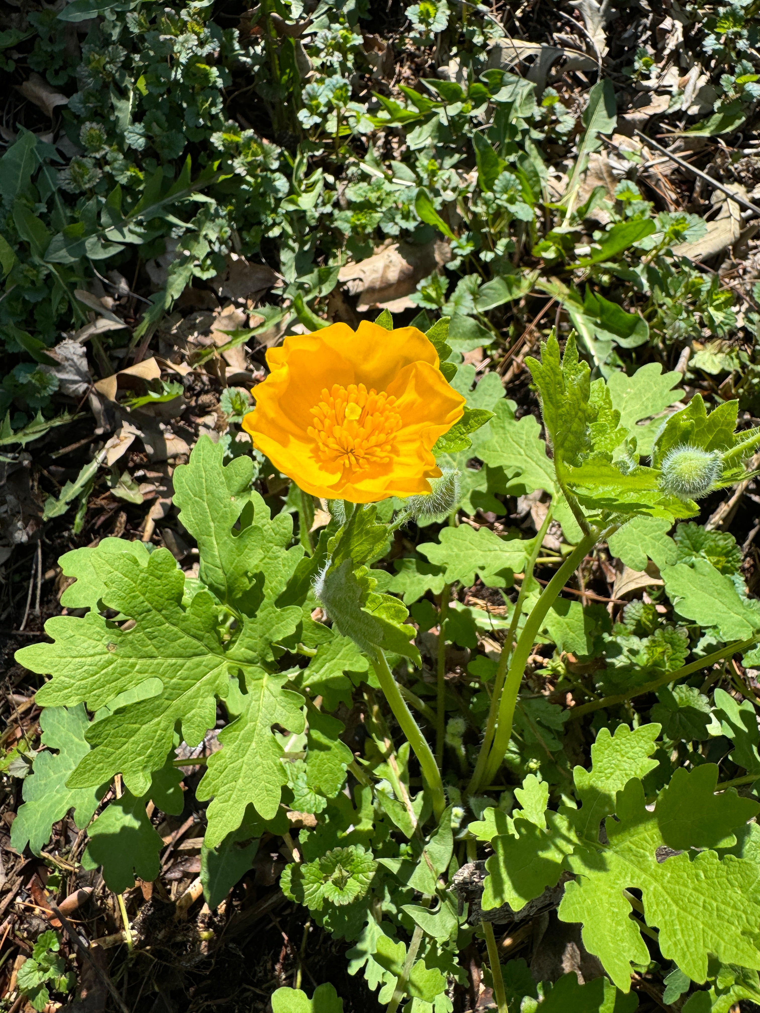 Celandine Poppy (Stylophorum Diphyllum)