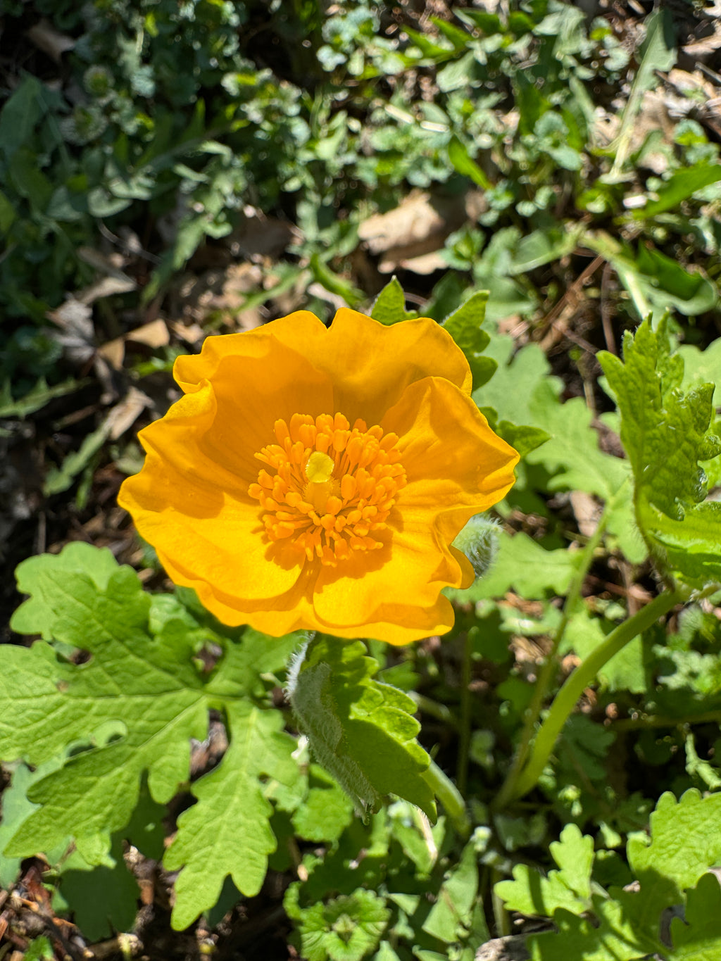 Celandine Poppy (Stylophorum Diphyllum)