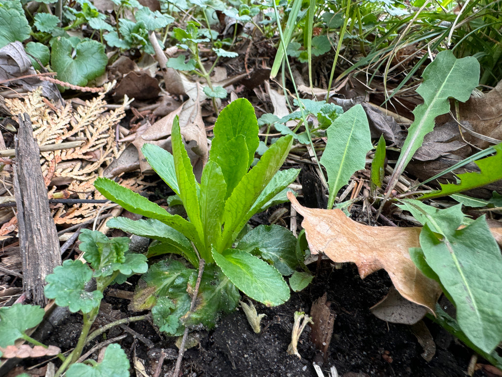 Blue lobelia (Lobelia Siphilitica)