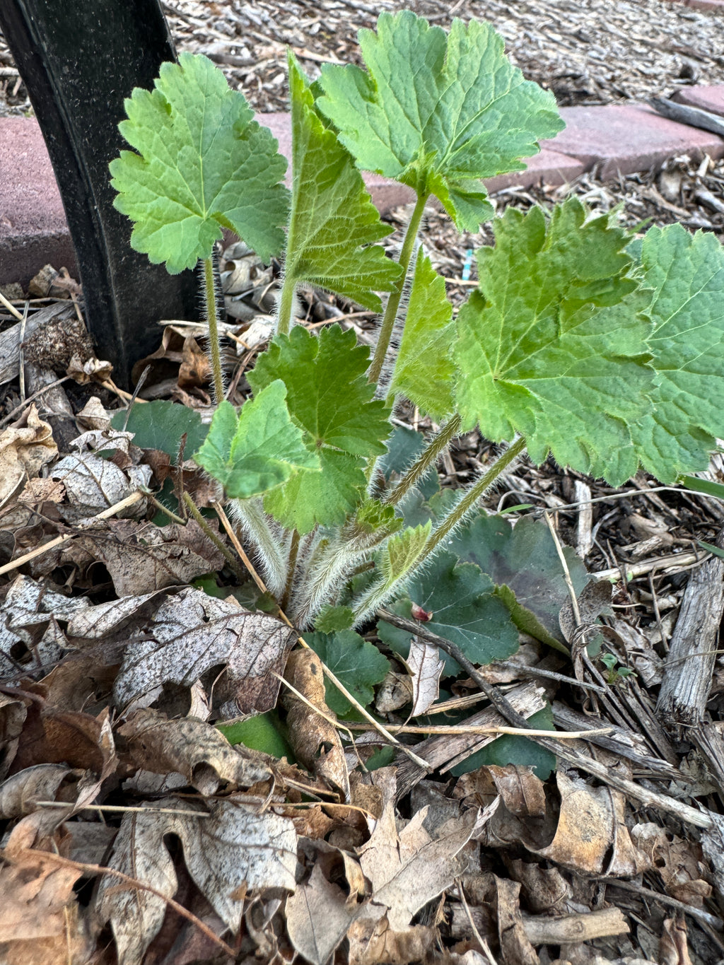 Prairie Alumroot (Heuchera Richardsonii)