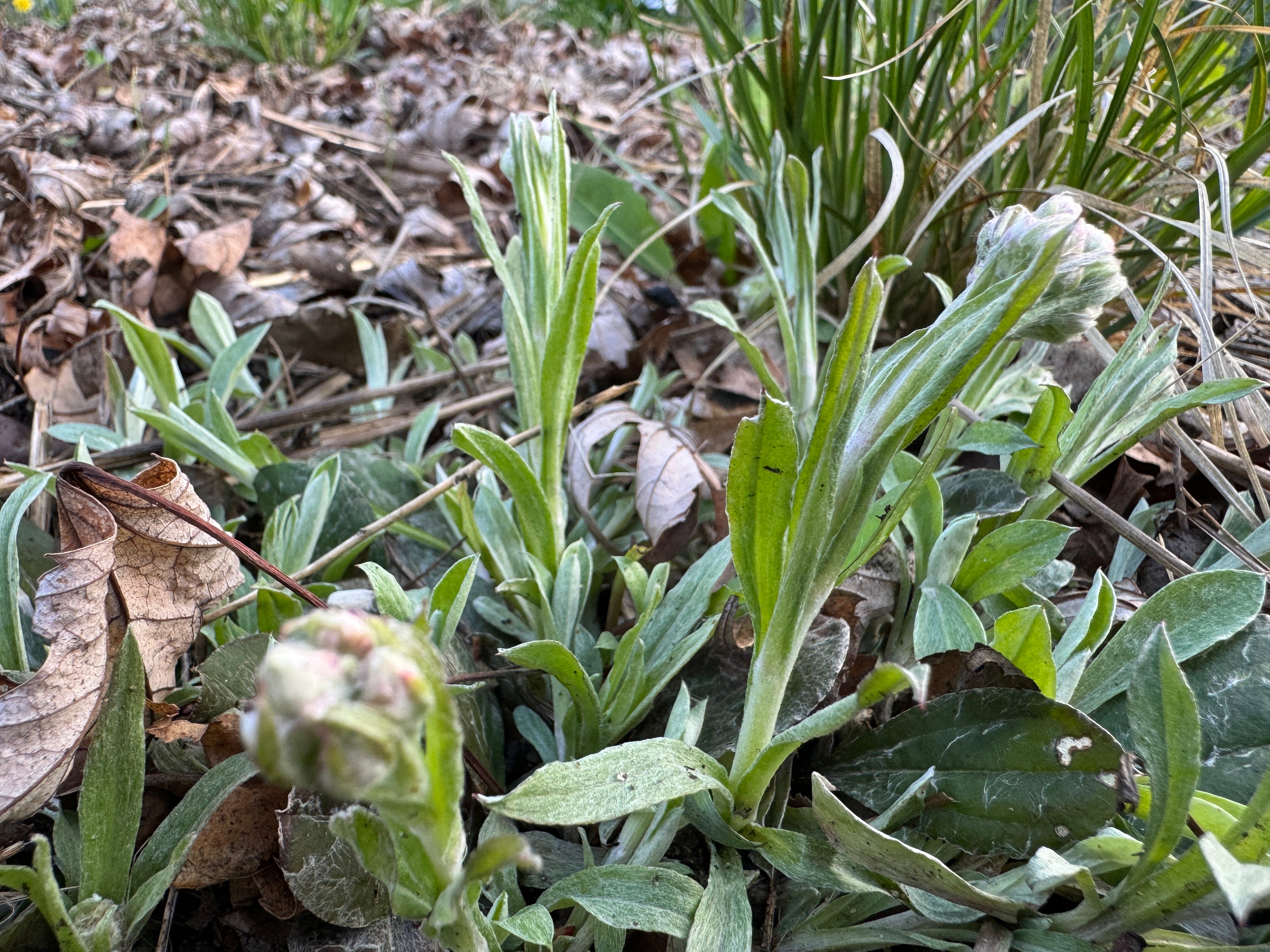 Plantain-leaved Pussytoes (Antennaria Plantaginifolia)