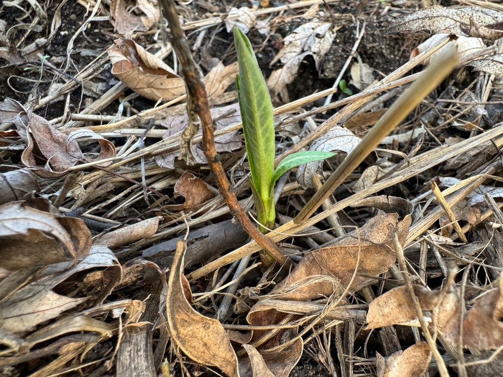 Ozark Bluestar (Amsonia Illustris)