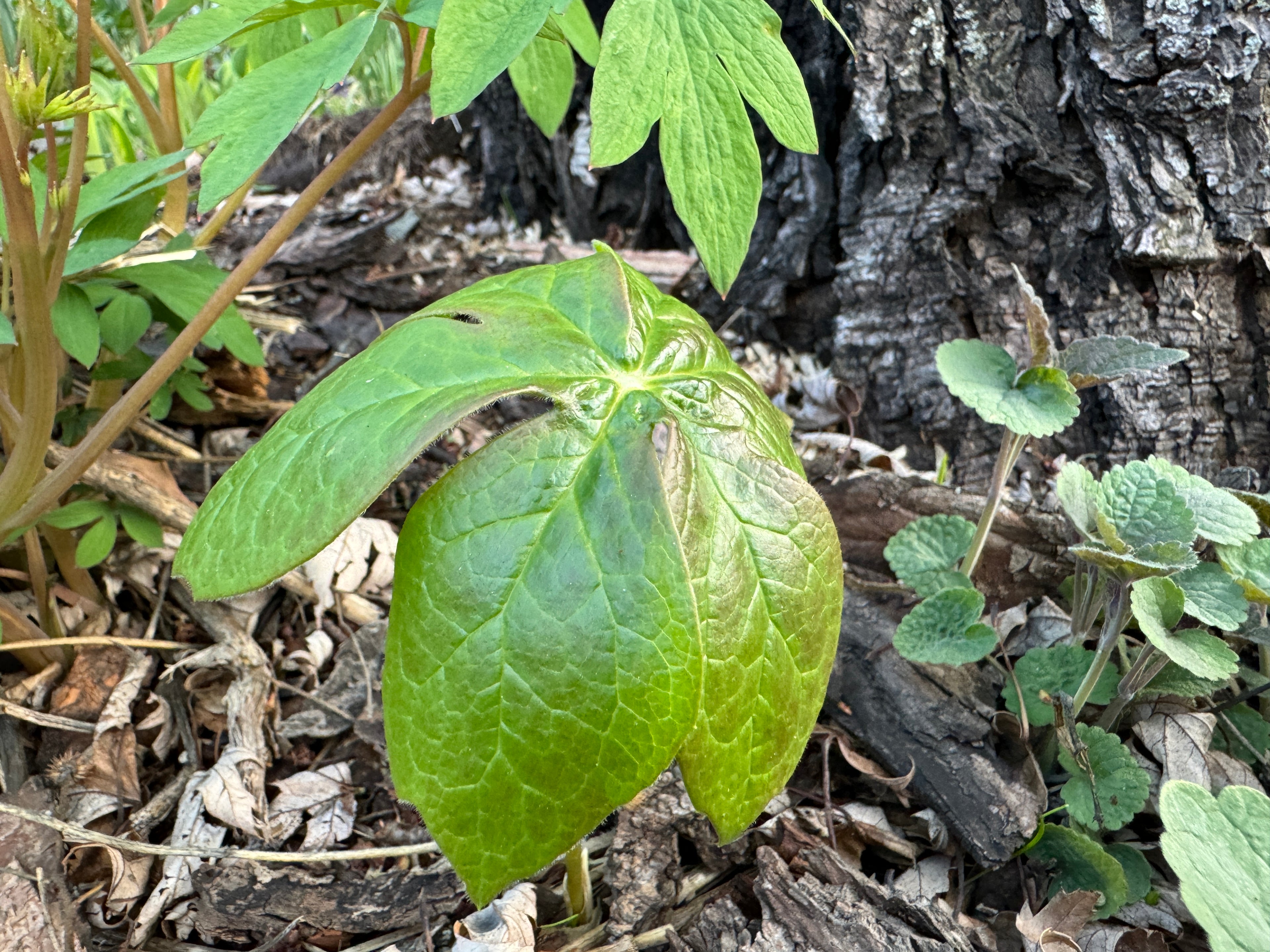 May Apple (Podophyllum peltatum)