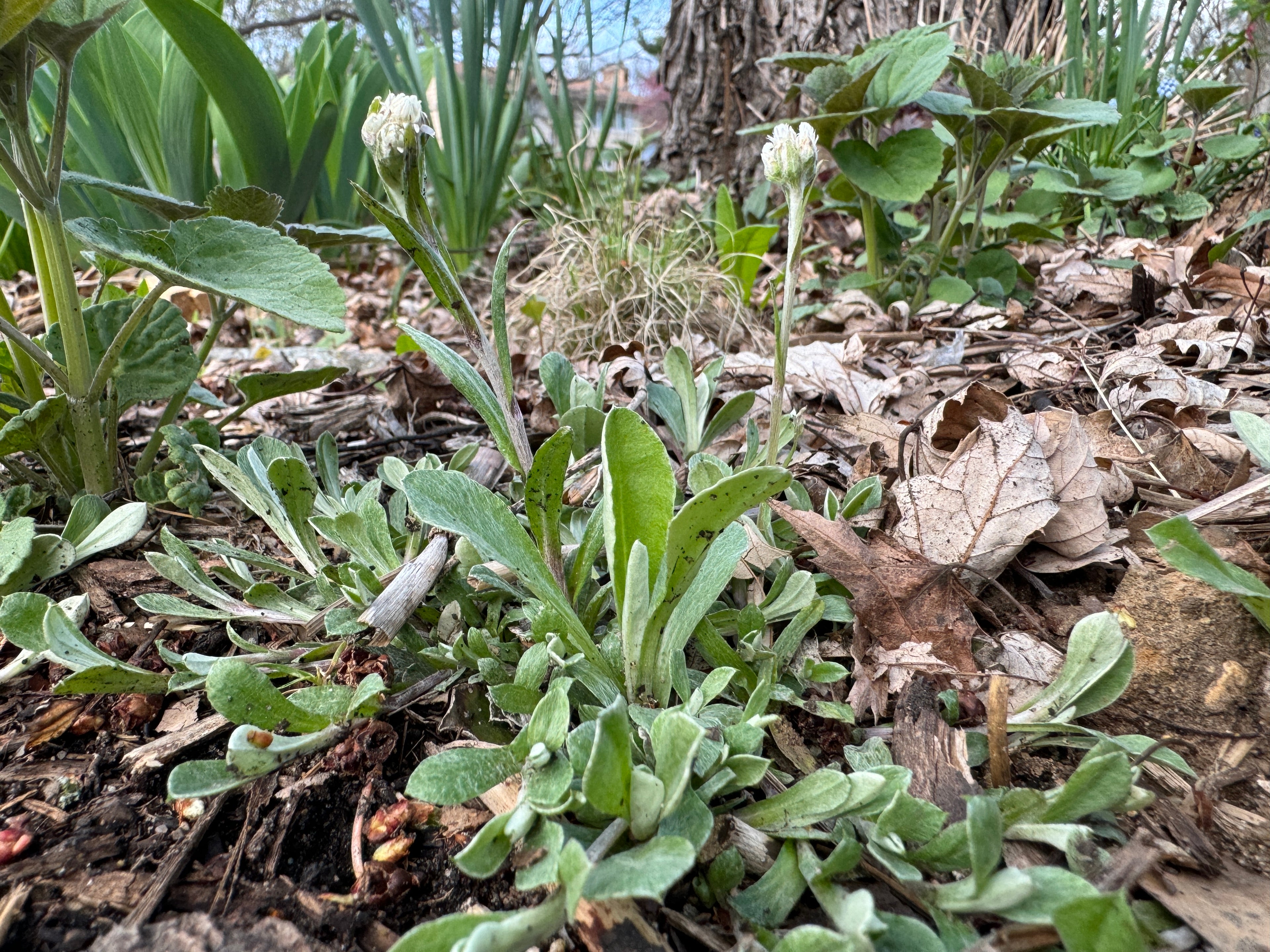 Prairie Pussytoes (Antennaria Neglecta)