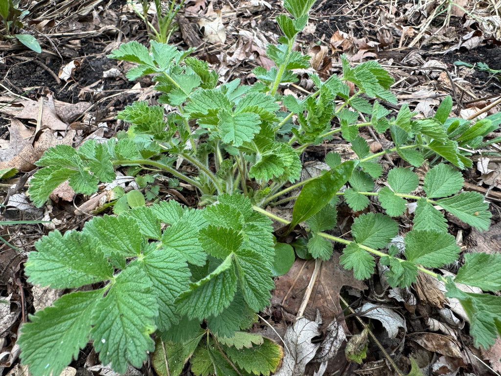 Prairie Cinquefoil (Drymocallis Arguta)