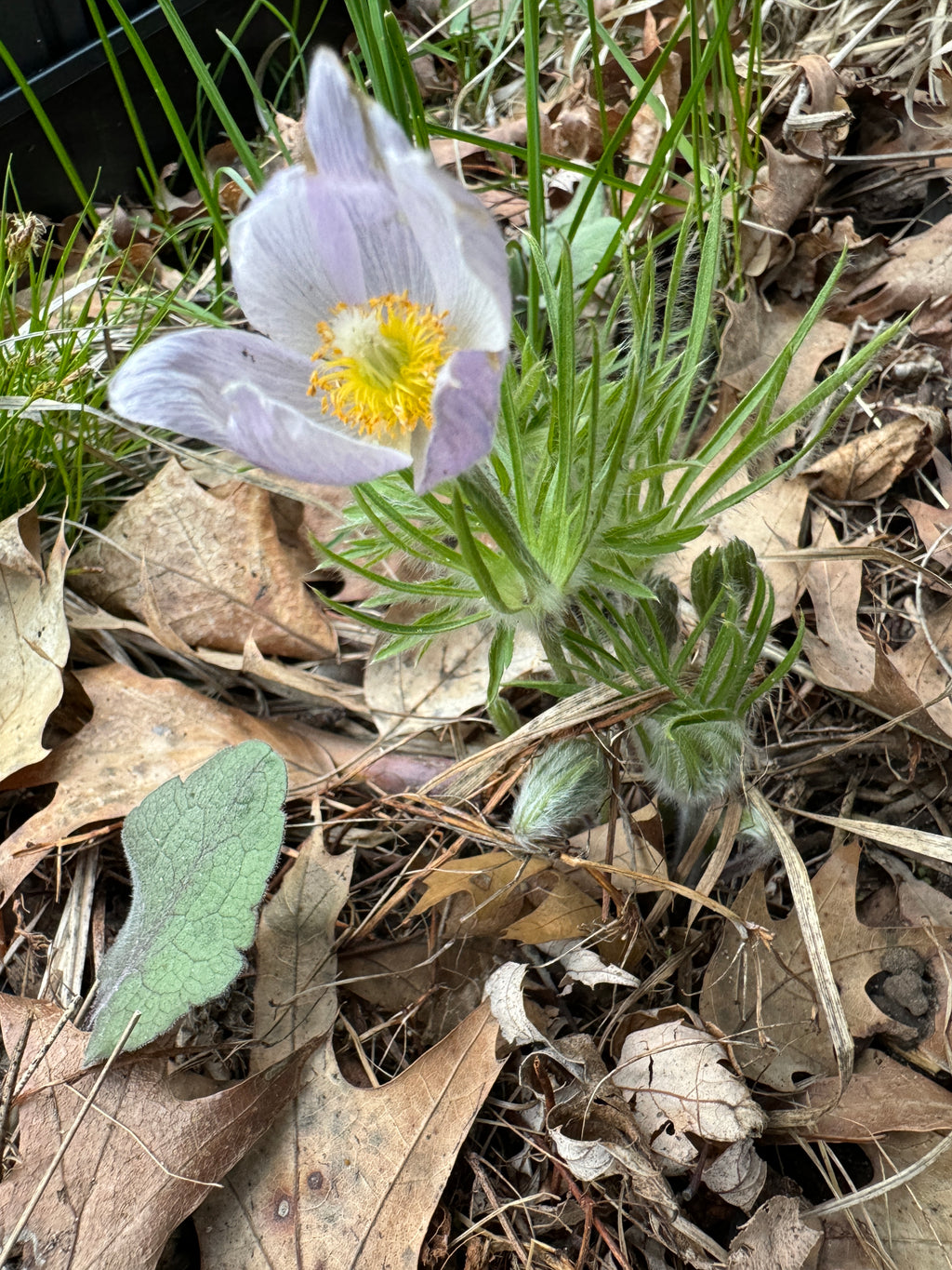 American Pasqueflower (Anemone patens)