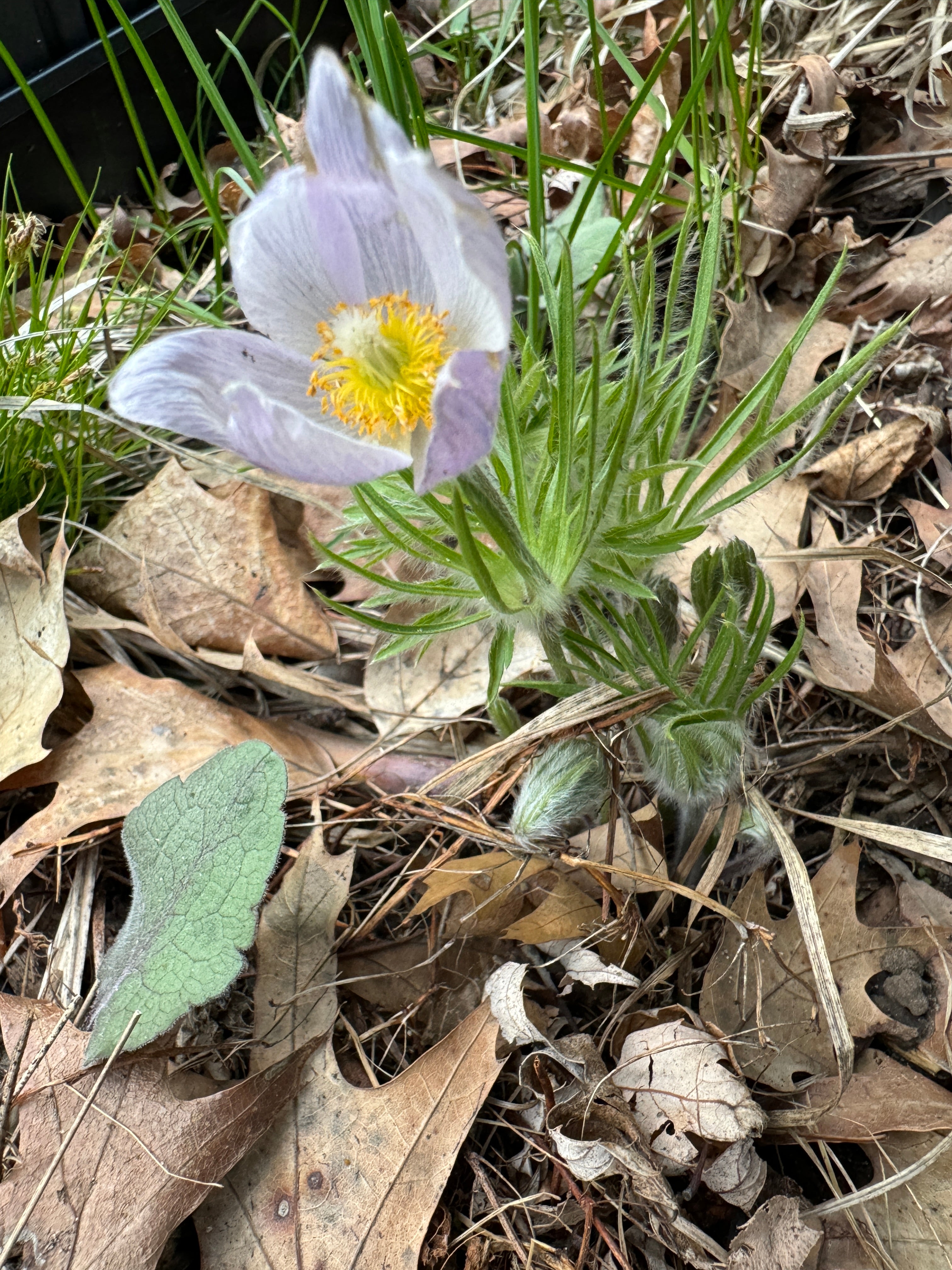 American Pasqueflower (Anemone patens)