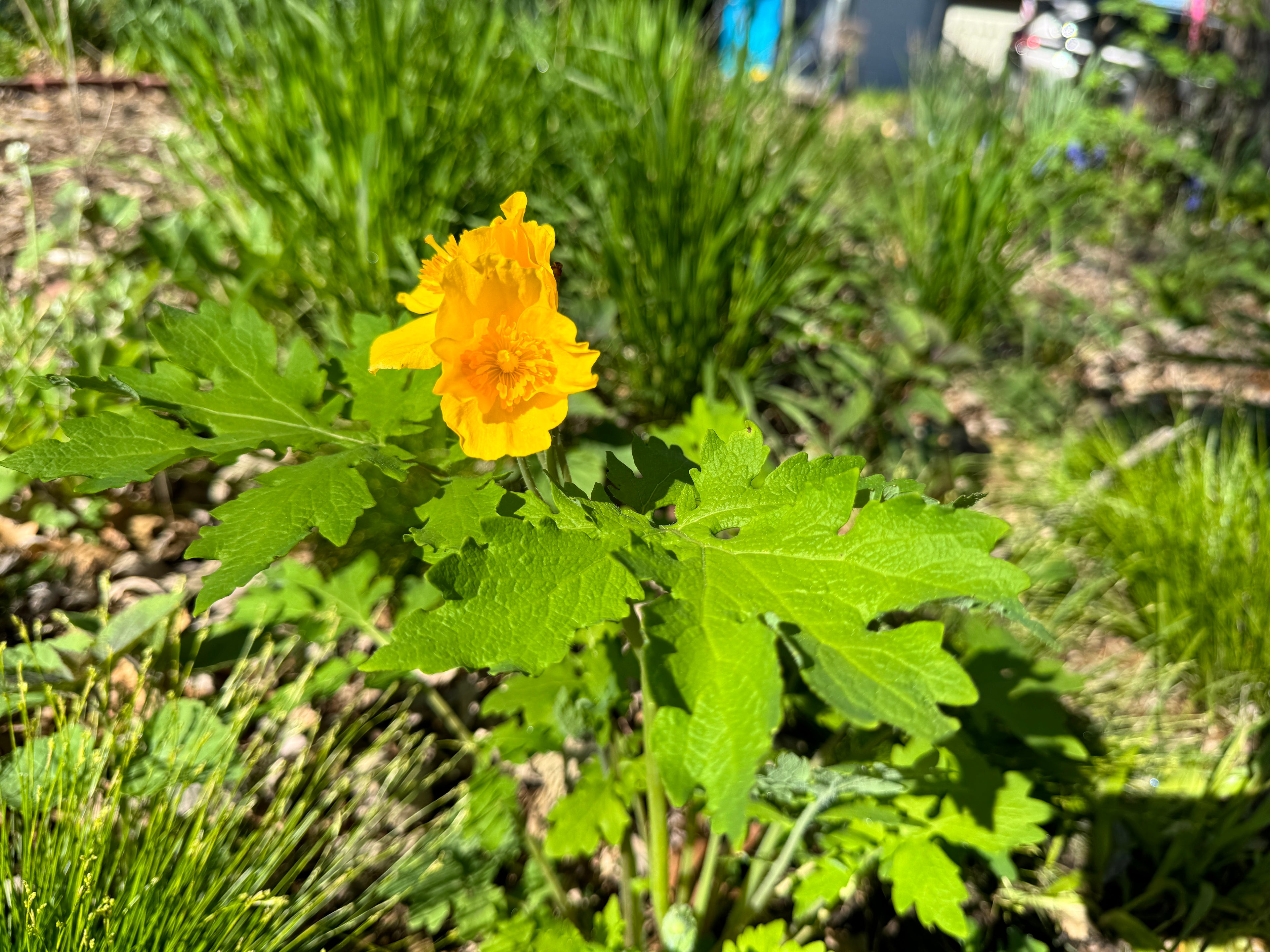 Celandine Poppy (Stylophorum Diphyllum)