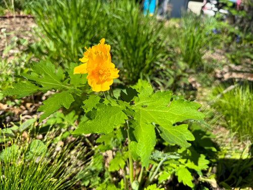 Celandine Poppy (Stylophorum Diphyllum)