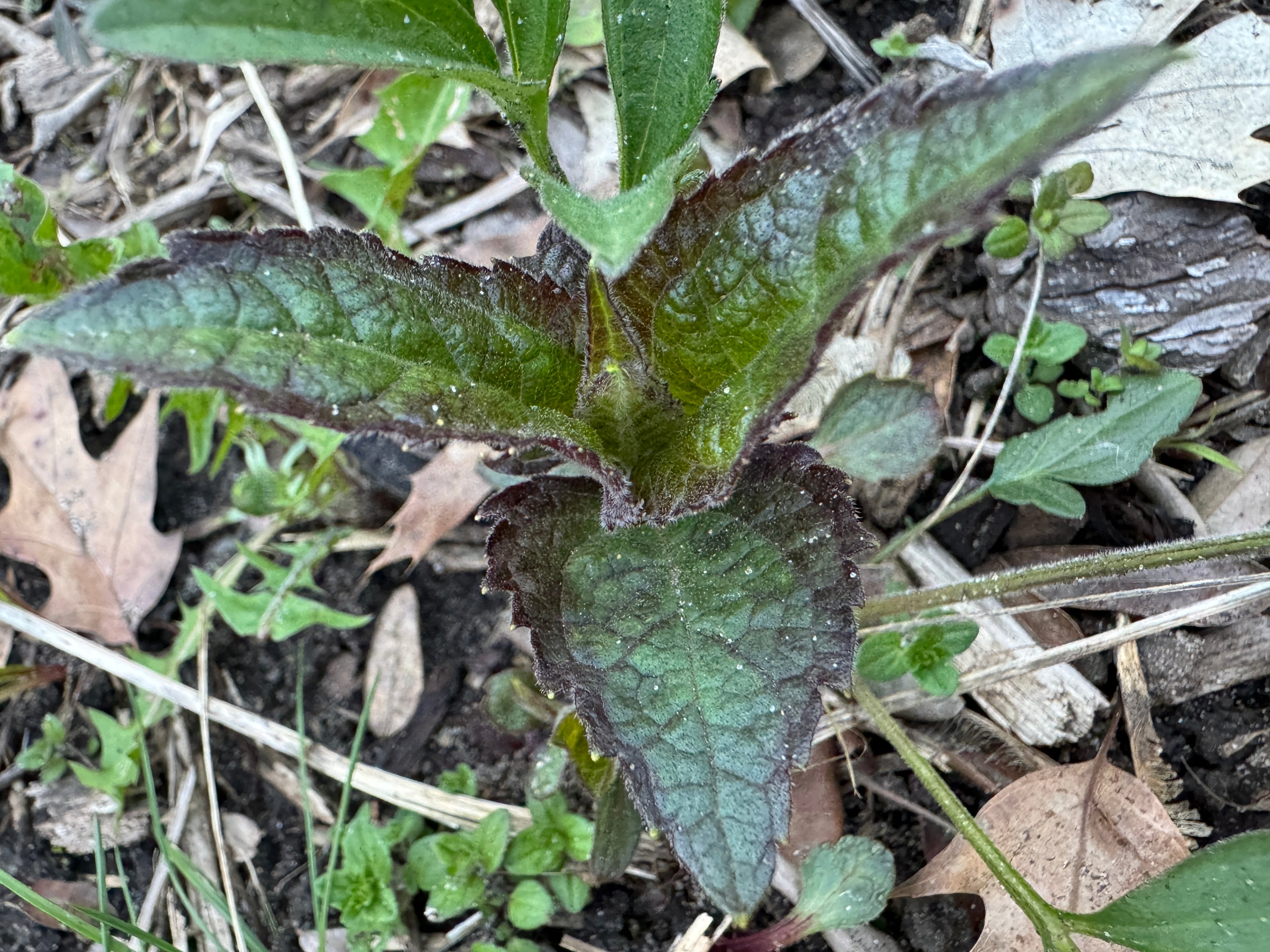 Ox Eye (Heliopsis Helianthoides)
