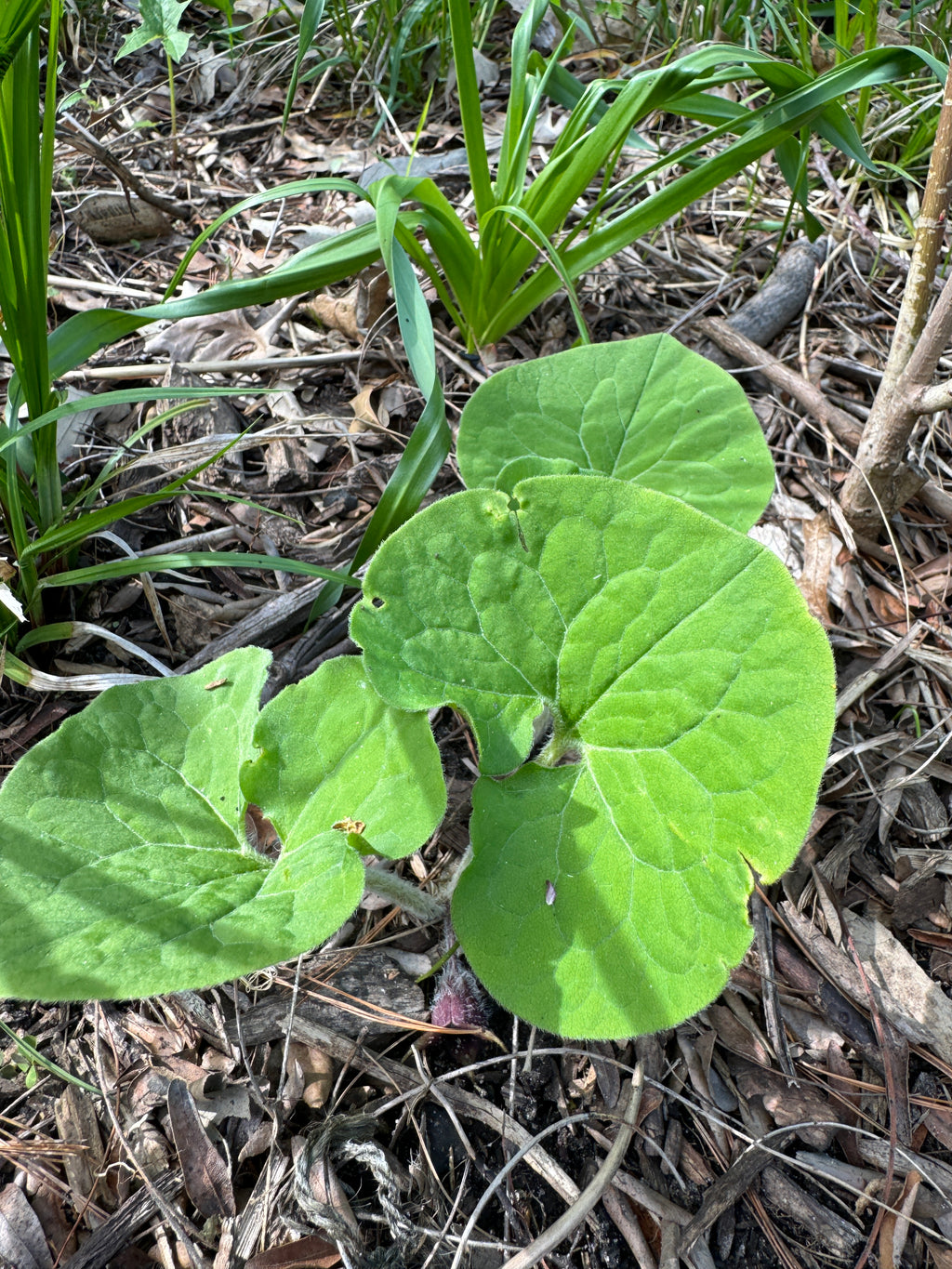 Canadian Wild Ginger (Asarum Canadense)