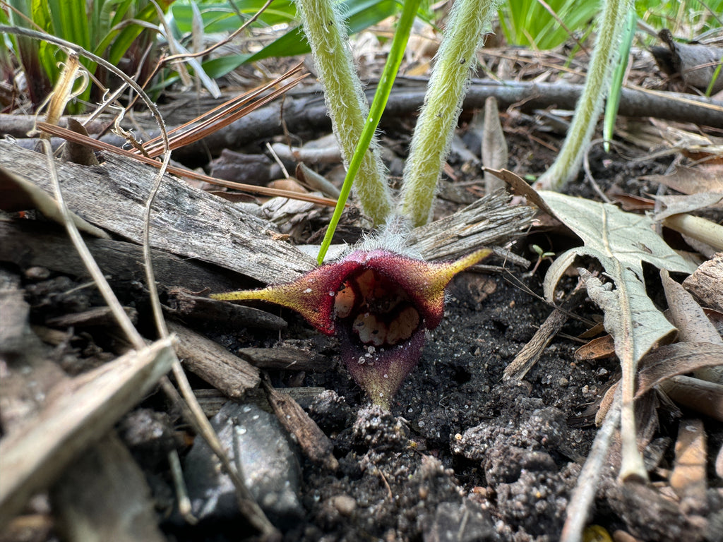 Canadian Wild Ginger (Asarum Canadense)