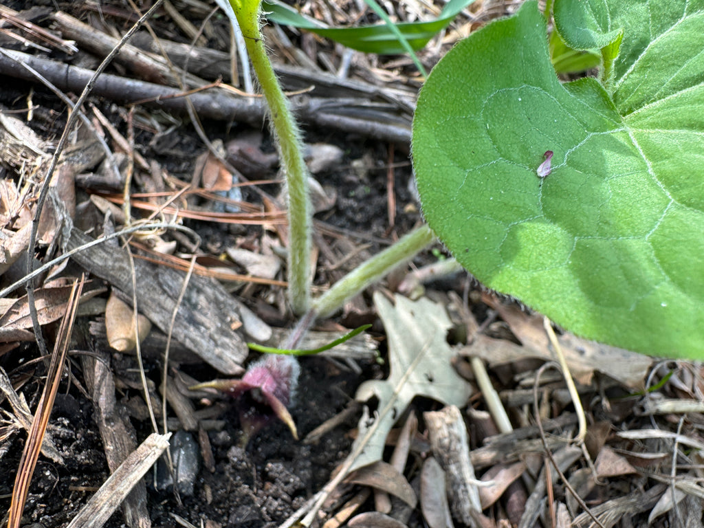 Canadian Wild Ginger (Asarum Canadense)