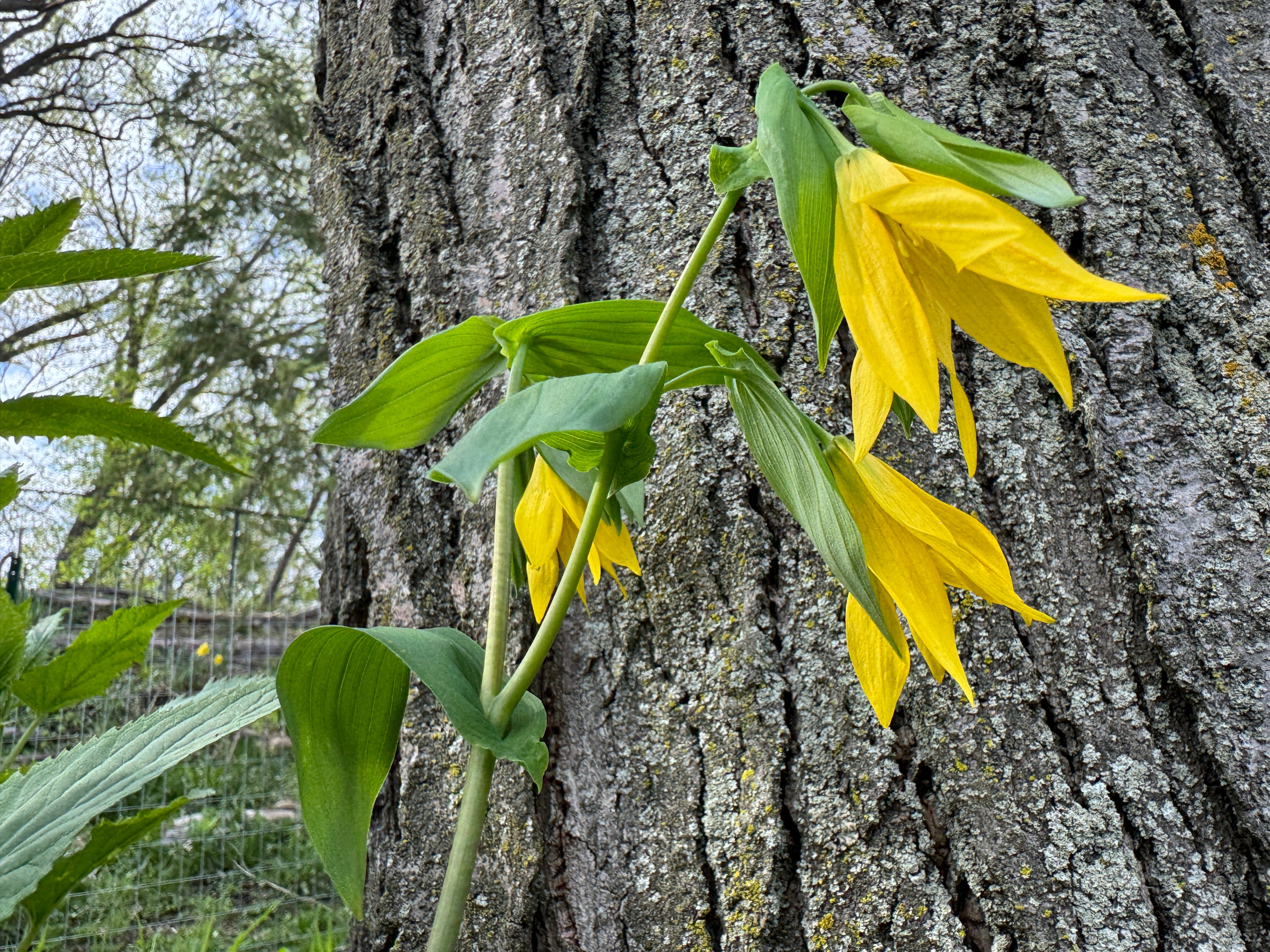 Large-Flowered Bellwort (Uvularia Grandiflora)