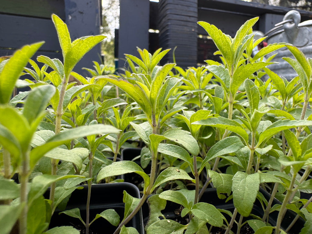 Blue Salvia (Salvia Azurea)