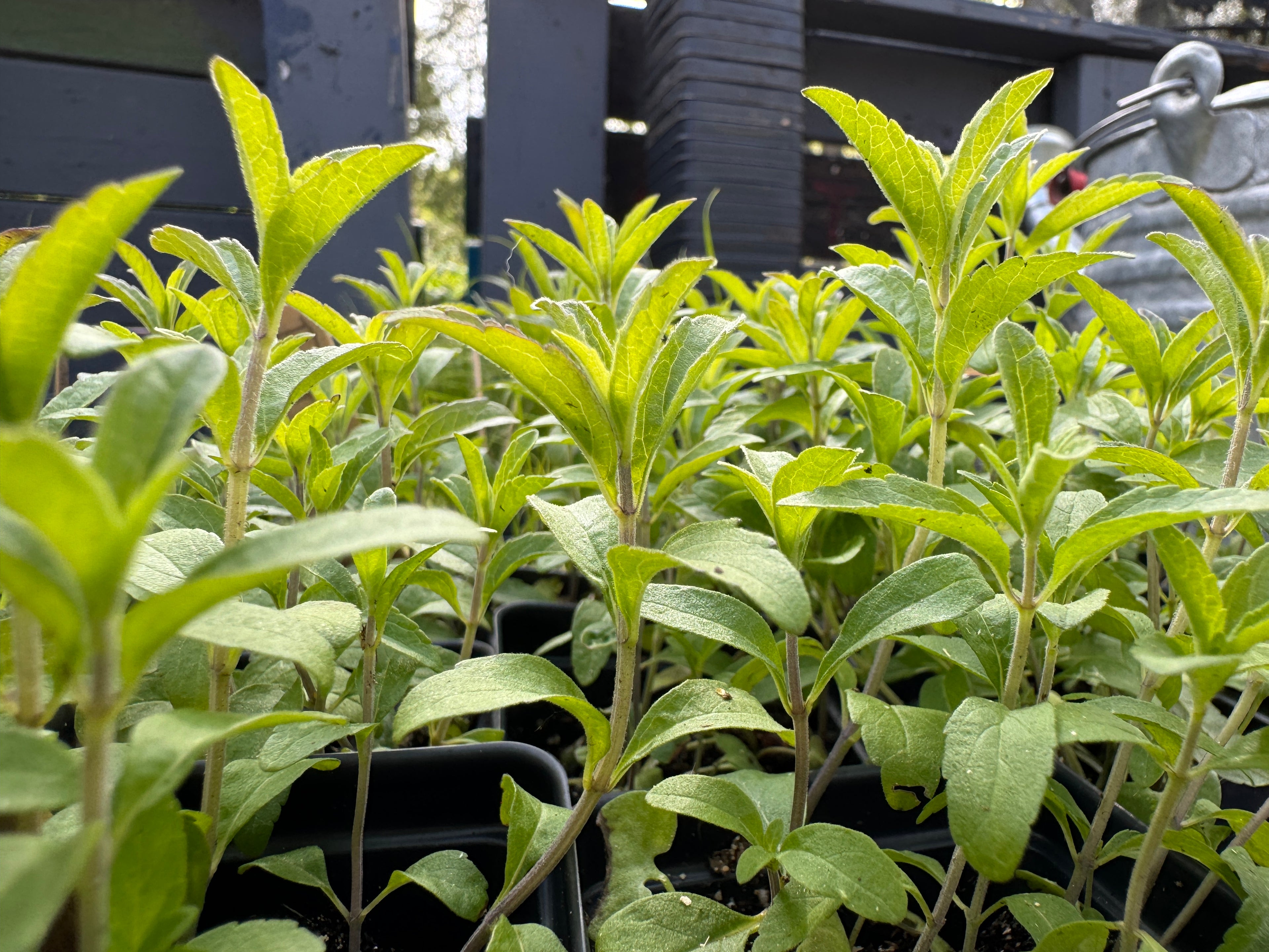 Blue Salvia (Salvia Azurea)