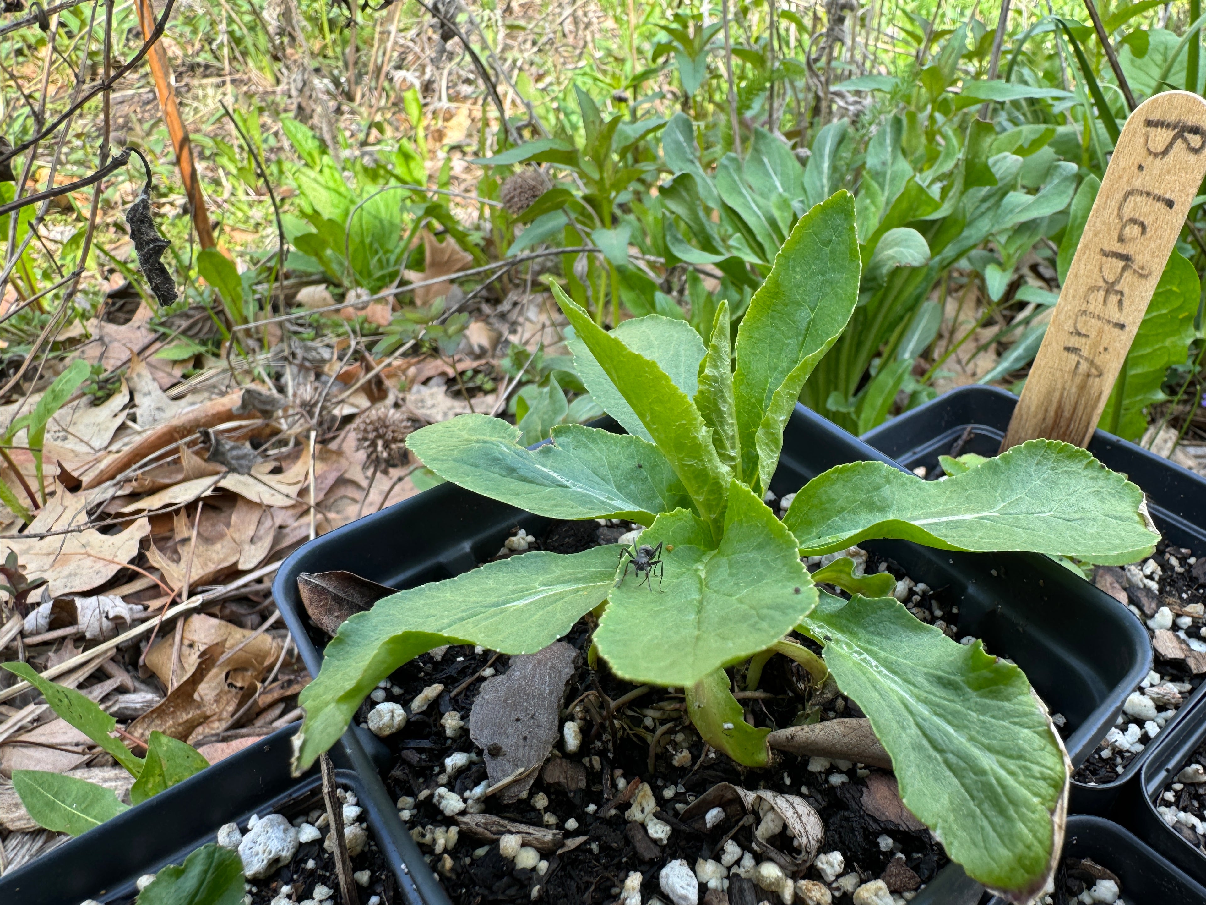Blue lobelia (Lobelia Siphilitica)