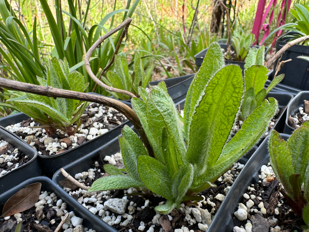 Common Boneset (Eupatorium Perfoliatum)
