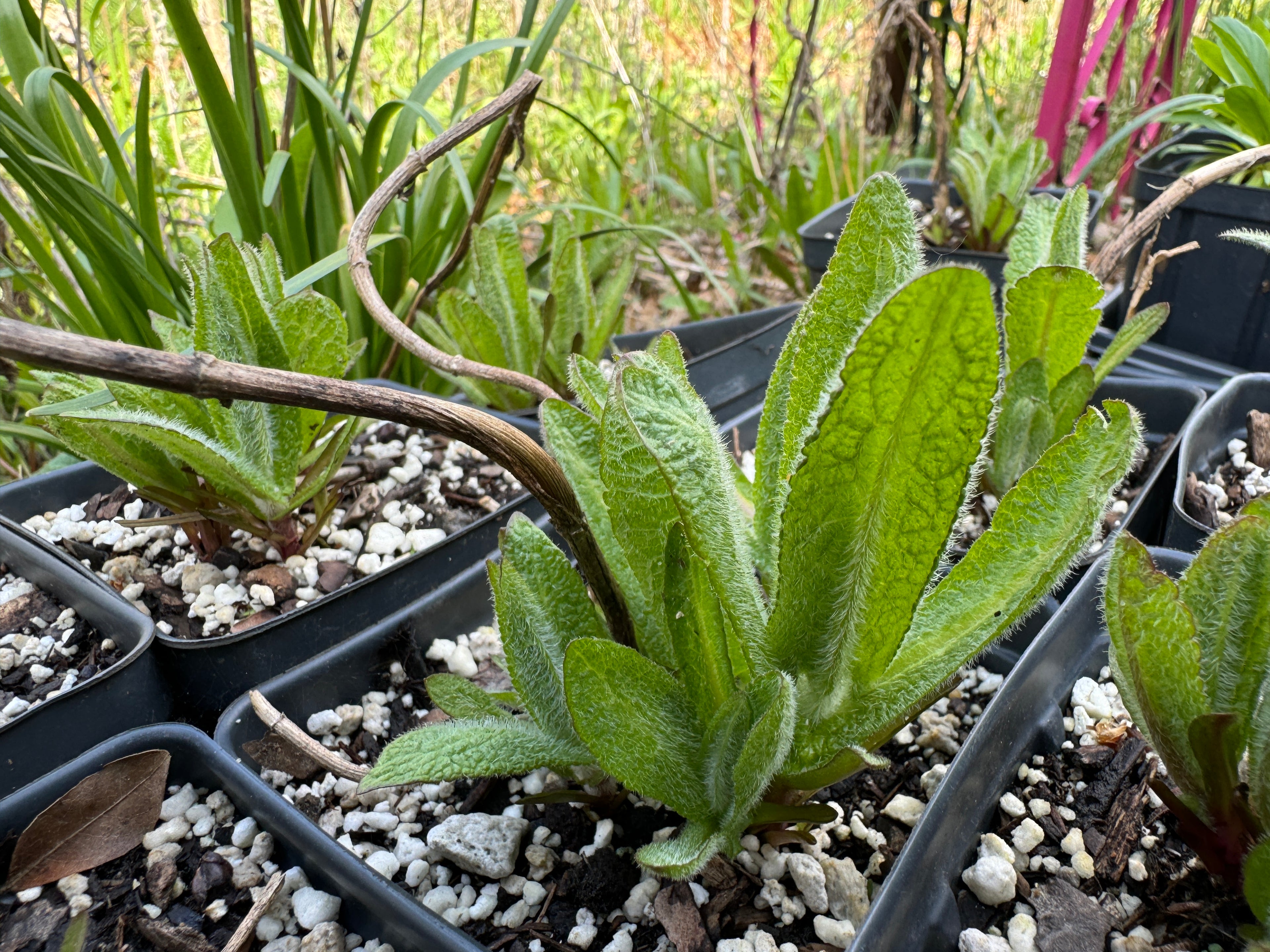 Common Boneset (Eupatorium Perfoliatum)