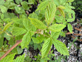 Yellow Raspberry (Rubus idaeus var. strigosus)
