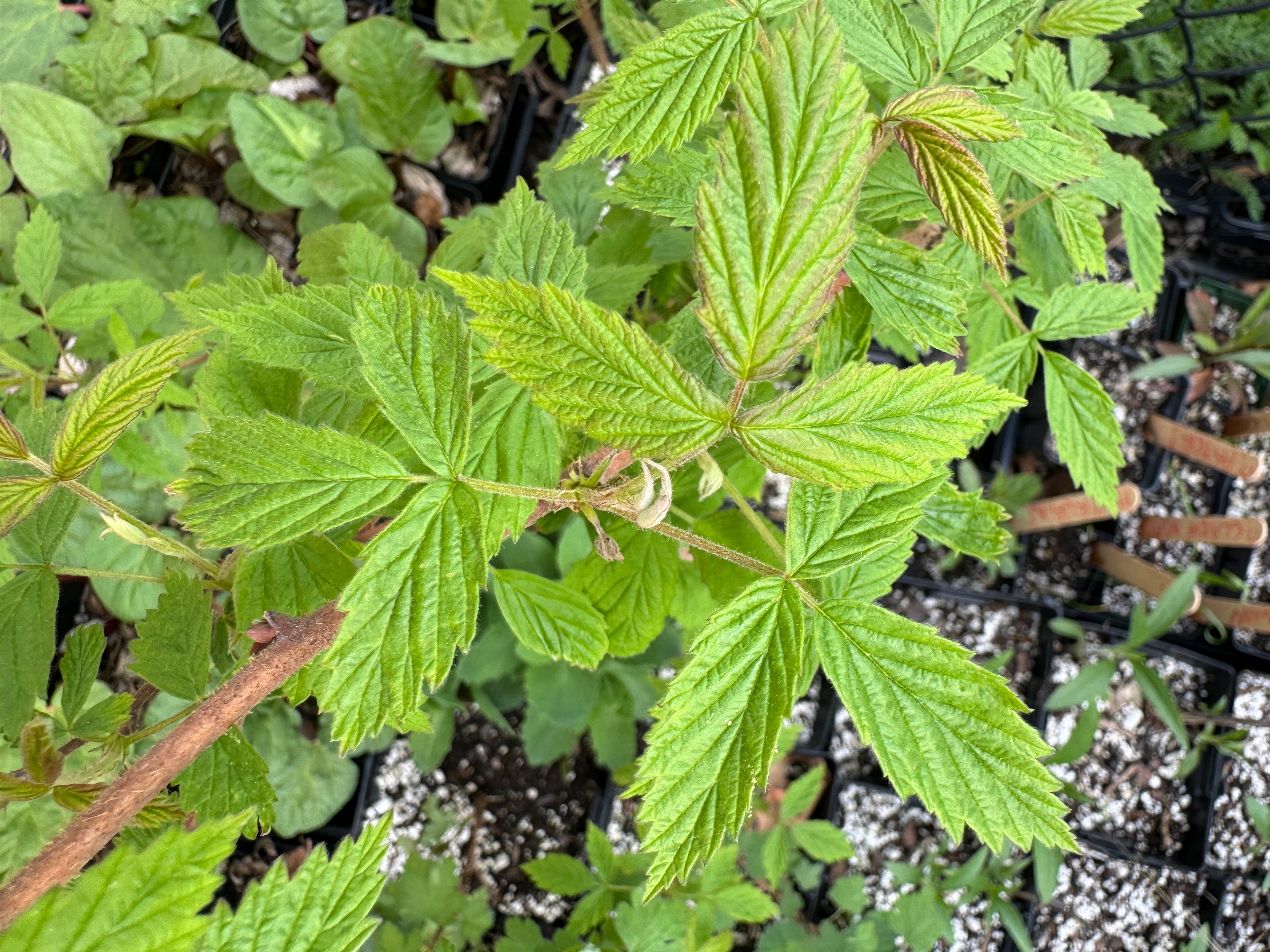 Yellow Raspberry (Rubus idaeus var. strigosus)