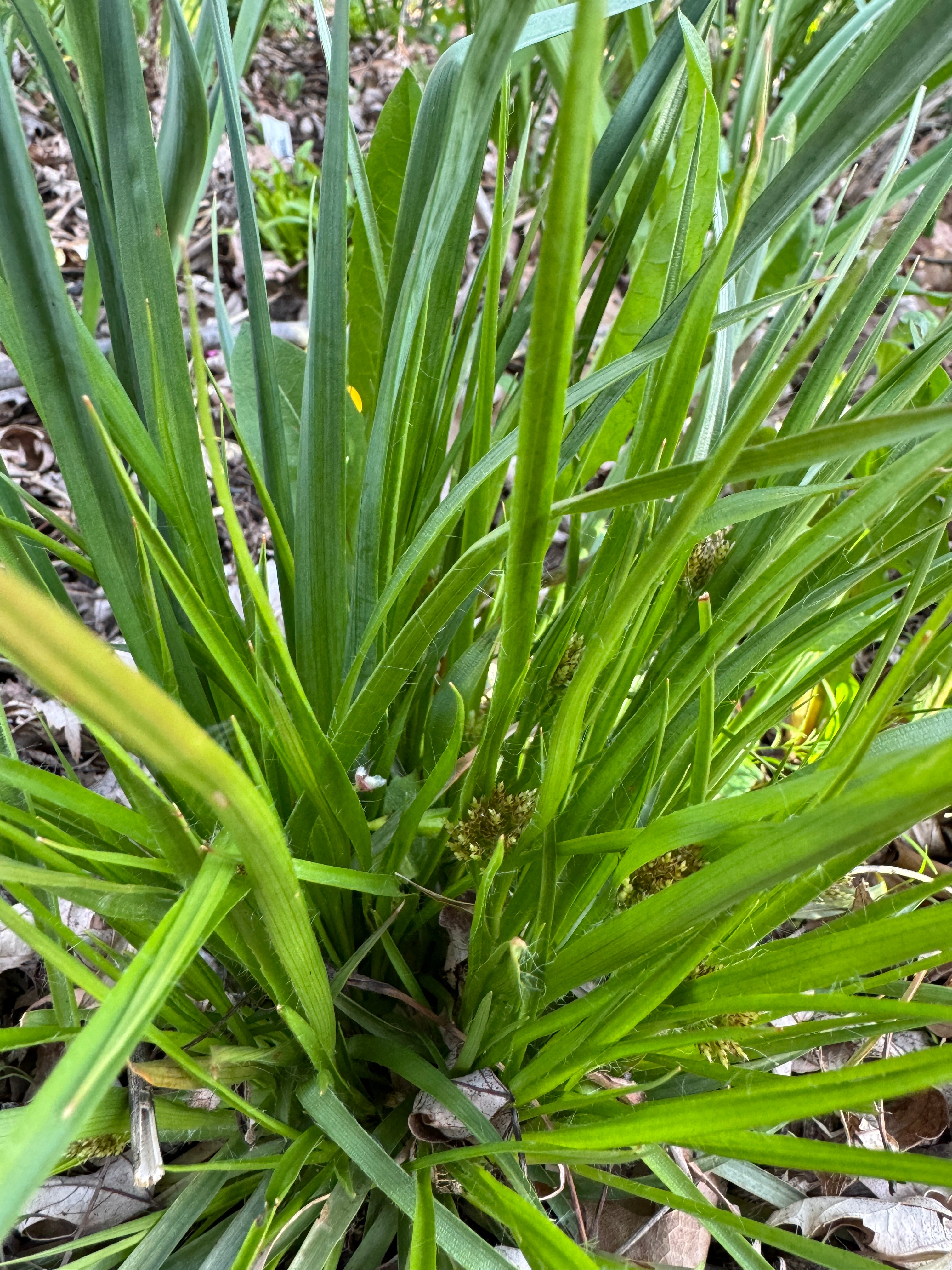 Many-flowered Woodrush (Luzula Multiflora)