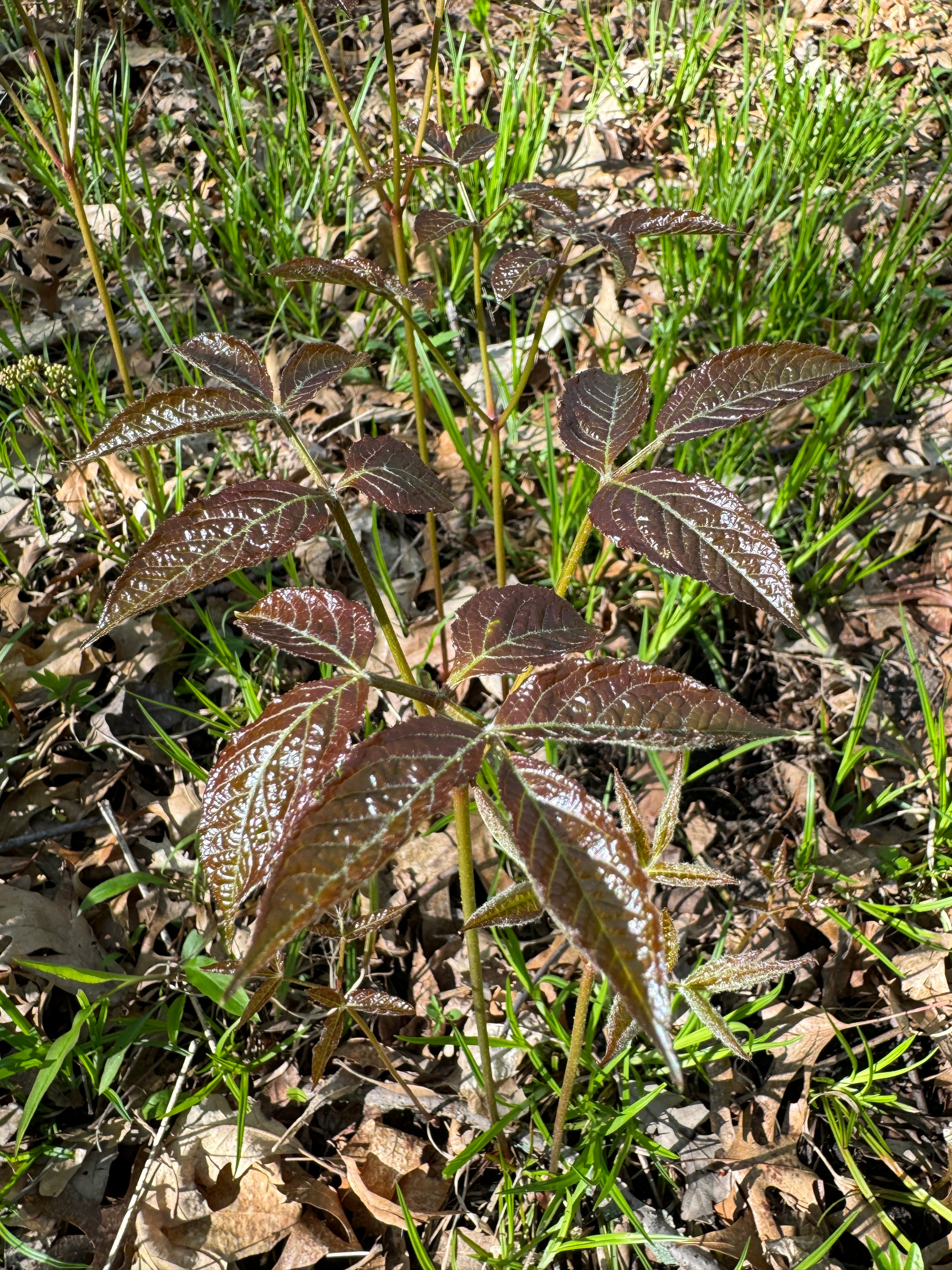 Wild Sarsaparilla (Aralia nudicaulis)