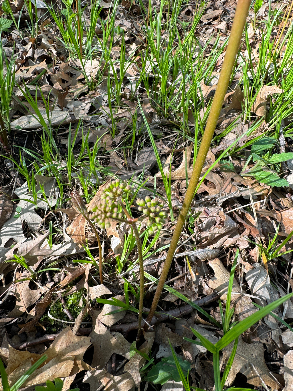 Wild Sarsaparilla (Aralia nudicaulis)