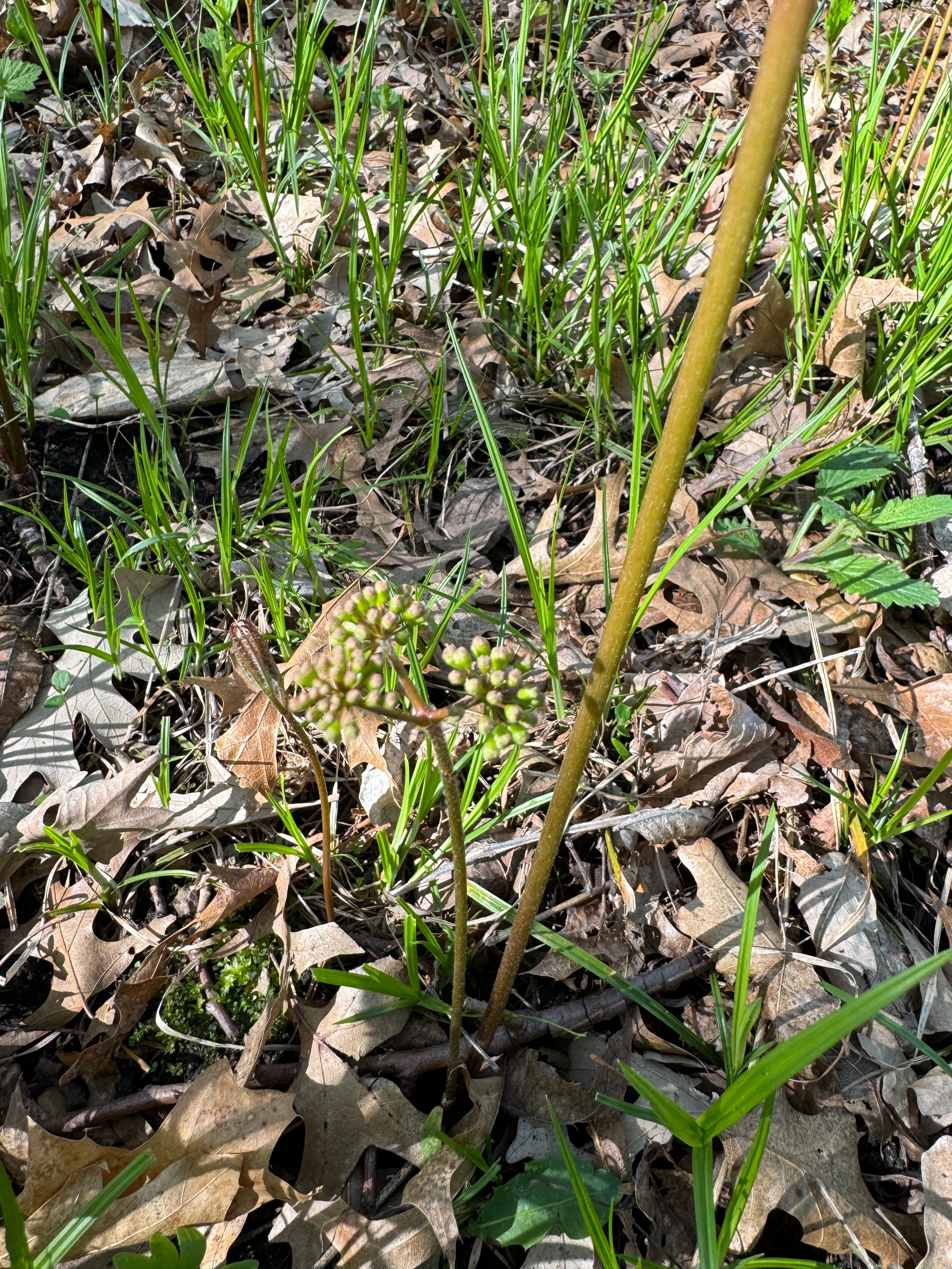 Wild Sarsaparilla (Aralia nudicaulis)