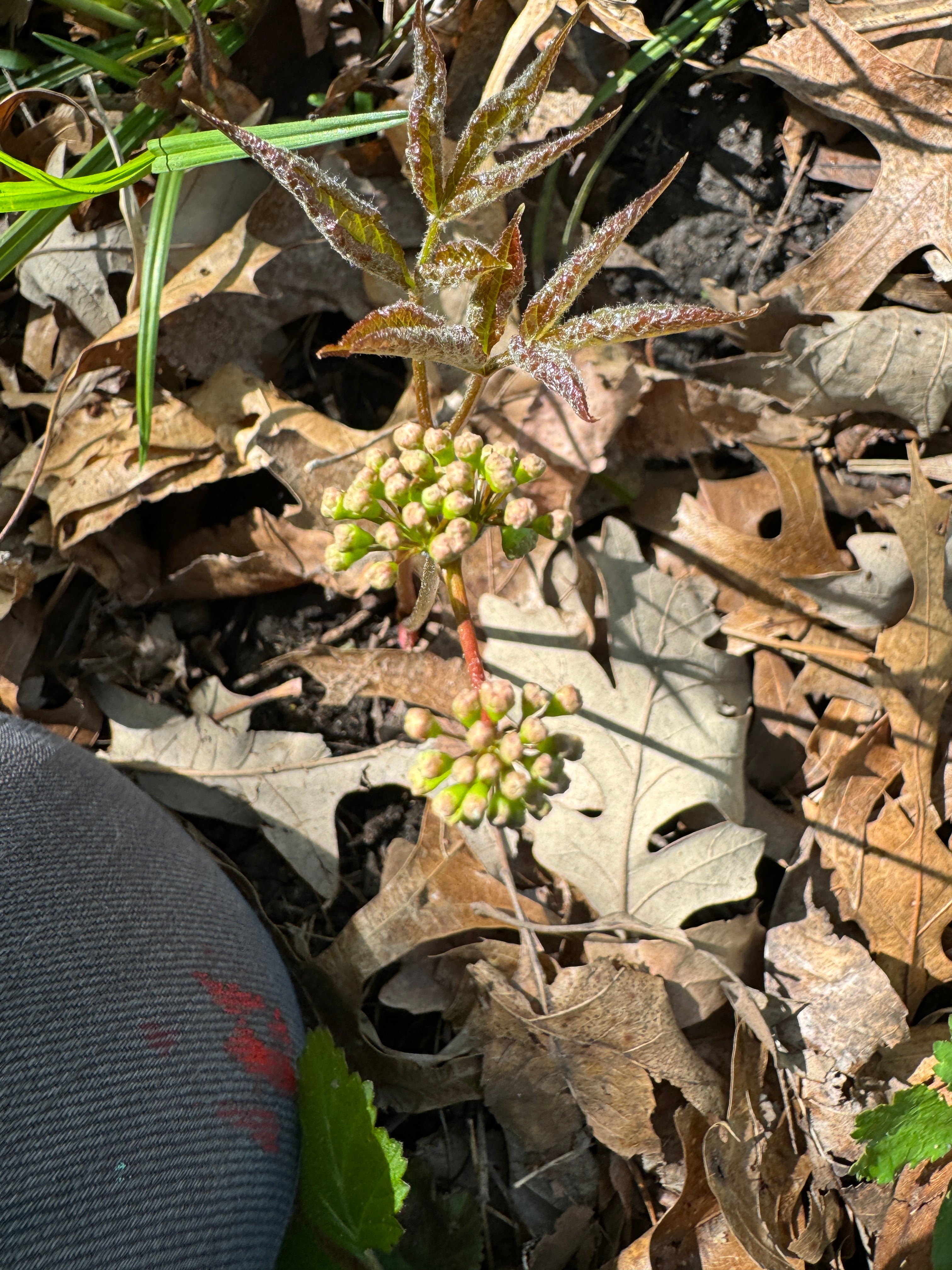 Wild Sarsaparilla (Aralia nudicaulis)