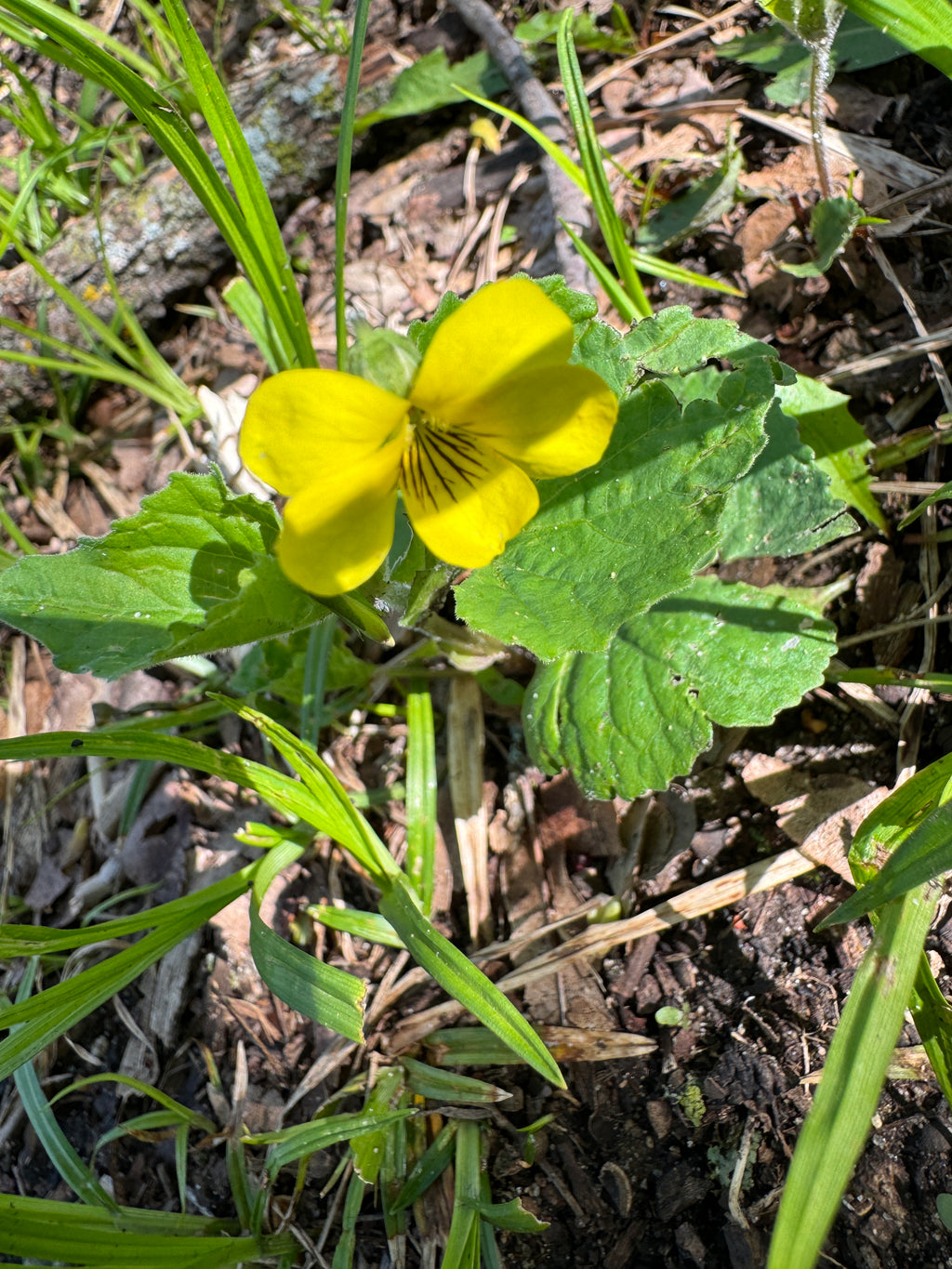 Smooth Yellow Violet (Viola Eriocarpa)